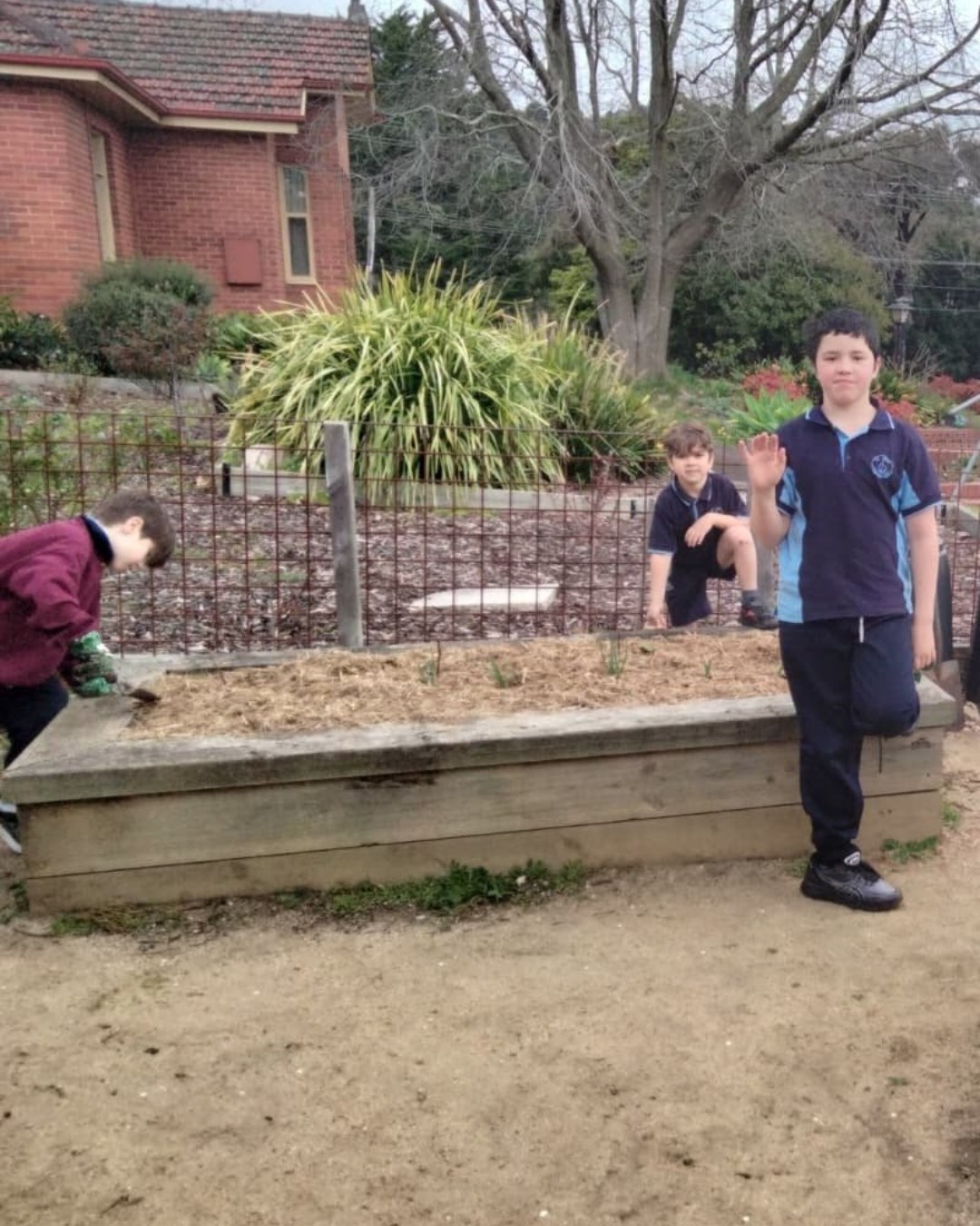 Our Garden Club students have been busy! 🌱 They helped spread mulch to keep the soil moist and reduce weeds in our garden beds. They also planted a hedge of wormwood, a natural and beneficial plant for our chickens as it helps deter mites. 🐔🌿
#SJB2025 #stjohnthebaptistprimaryferntreegully #melbournecatholicschools #HopeFilledCommunity #enrichedcommunities #lightingtheirpath #catholiceducation