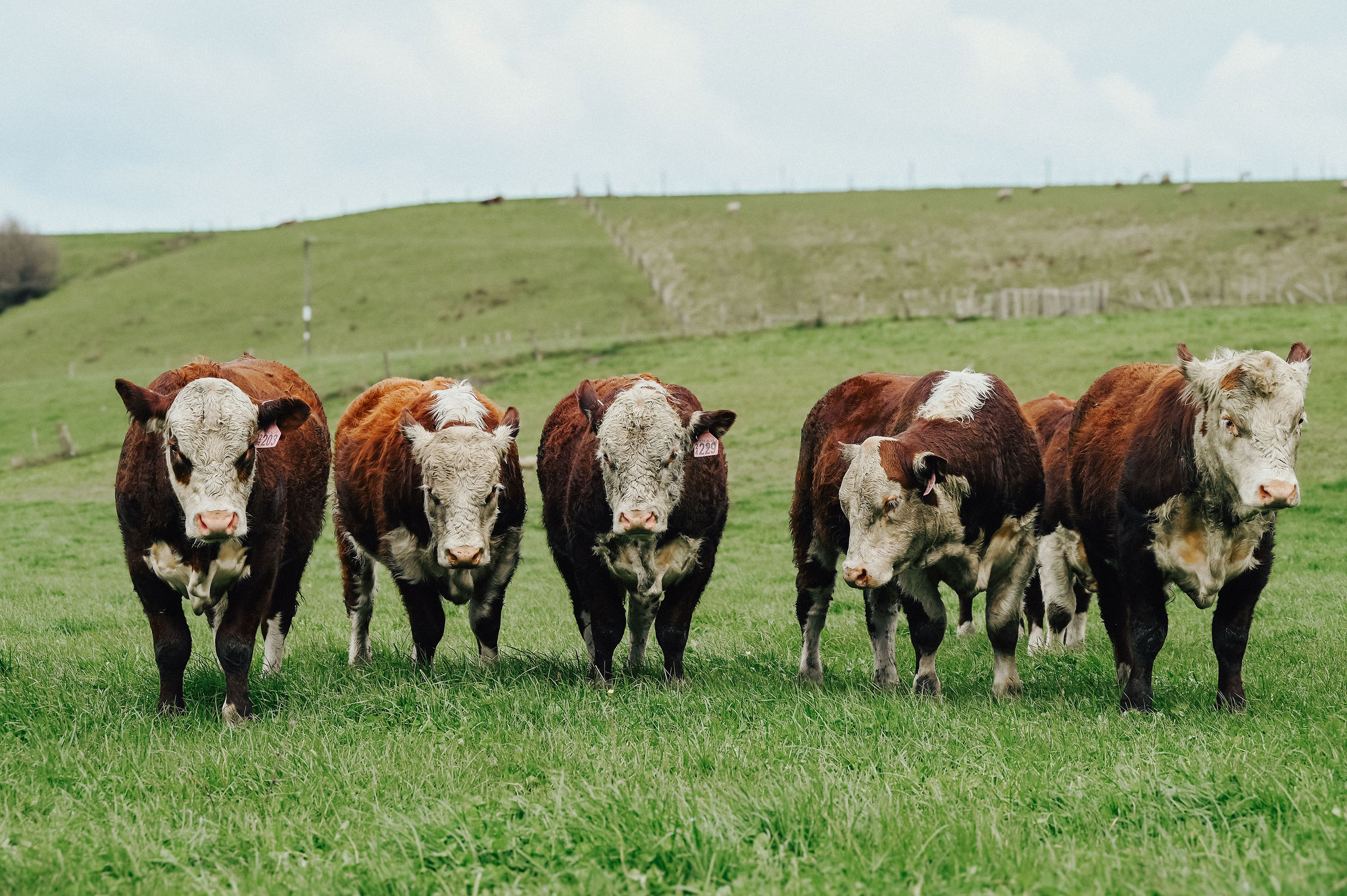 It's Sale Day!
The bulls are heading towards the yards now, and will be in pens for viewing at 11:00, first bull sold at 12:00,
Looking forward to seeing you on-farm at 814 Kauangaroa Road, Whanganui, or joining us online with @bidrnz: https://bidr.co.nz/auction/4839
See the catalogue here: https://pivotdesign.co.nz/ebooks/2025/Riverton_Herefords/
NZ Farmers Livestock - Lower North Island
PGG Wrightson Livestock
NZ Herefords
#DairyBeef #nzfarming #nzherefords #dairybeef