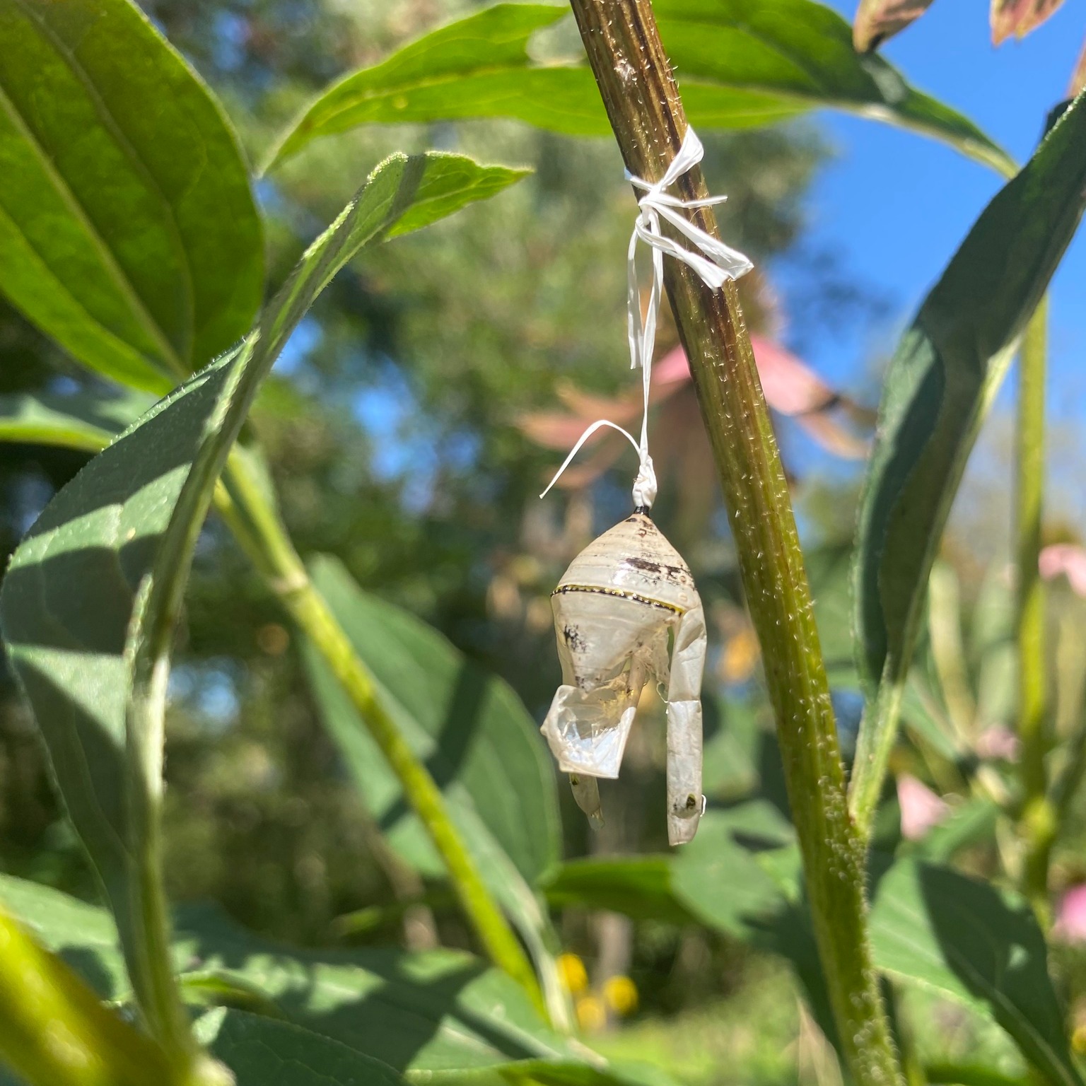 🦋 We saved a Monarch Butterfly!! 🦋
A very bold 🐛 caterpillar made a chrysalis in our playhouse.
It hung there for many days untouched ⏳… until our curious 👶 decided to check it out.
After a quick Google search, we learned we could rehang the chrysalis using a piece of floss. Just 2 days later, we discovered the empty chrysalis. The butterfly had emerged and flown free! 🌸✨🦋