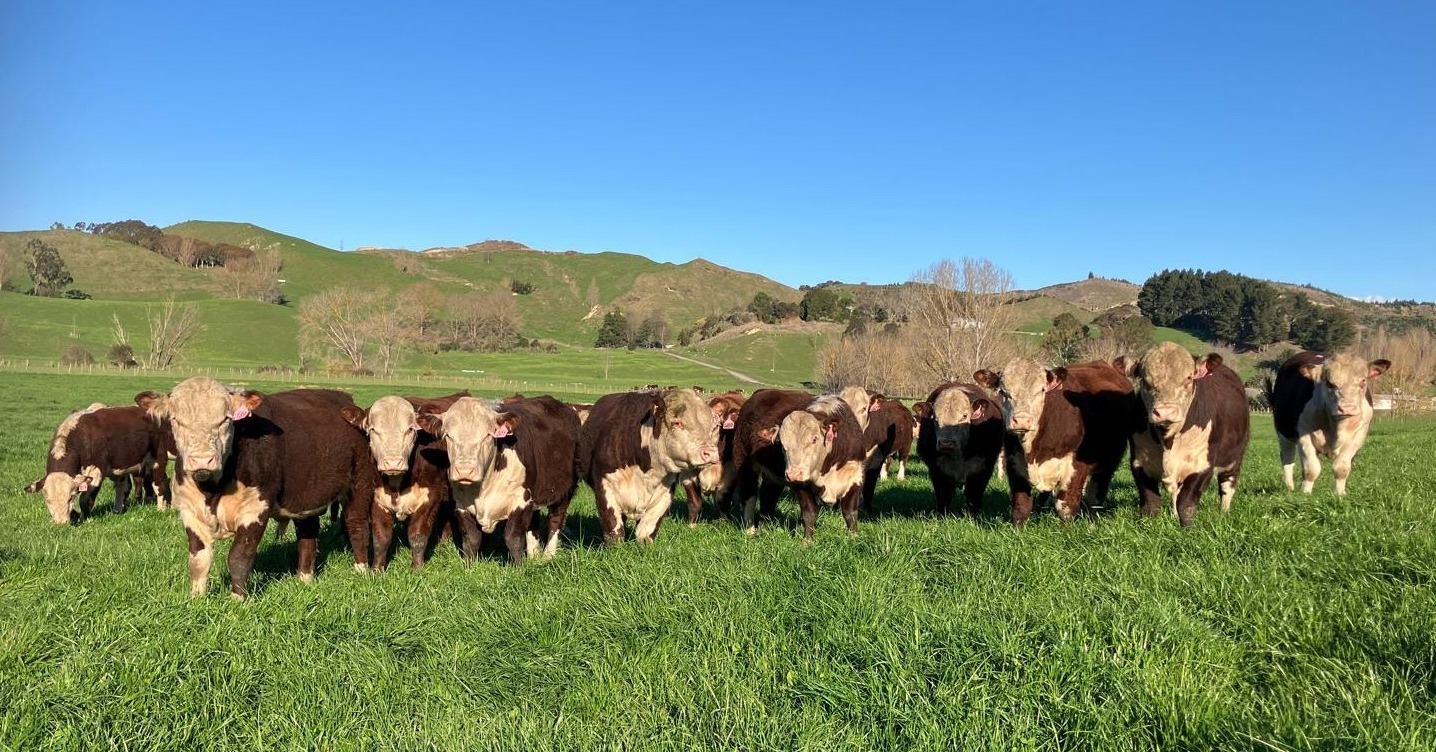 Understanding the Ezi Stamp and Ezicalve Index in your catalogue - https://pivotdesign.co.nz/ebooks/2025/Riverton_Herefords/
The Ezi Stamp Explained:
For a bull to qualify for the ezi stamp they must meet the following EBV criteria:
Calving Ease Direct > +16.2
Birthweight < +1.0 kg
Gestation Length < 0
Both Sire and Dam of the bull must also meet:
Calving Ease > +12.8
BW < +2.0 kg
In other words, the bull must be in the top 10% for Calving Ease Direct, the top 15% for Birthweight, and the top 70% for Gestation across the breed, with parents clearly bred for calving ease also.
Therefore, a bull with the Ezi stamp is one especially suited towards heifer mating in the dairy industry - adding value to the calves with confidence in the well-being of your heifer
The Ezicalve Index explained:
The Ezicalve Index is made specifically for dairy heifer mating, estimating the genetic differences between animals and expressed as $ per dairy heifer mated. This index is heavily weighted for low birth weight and high calving ease.
See you on Sale Day - This Thursday, 18th September, on farm or online with @bidrnz
Photo: 2025 Sale Bulls
#dairybeef #nzfarming #nzherefords