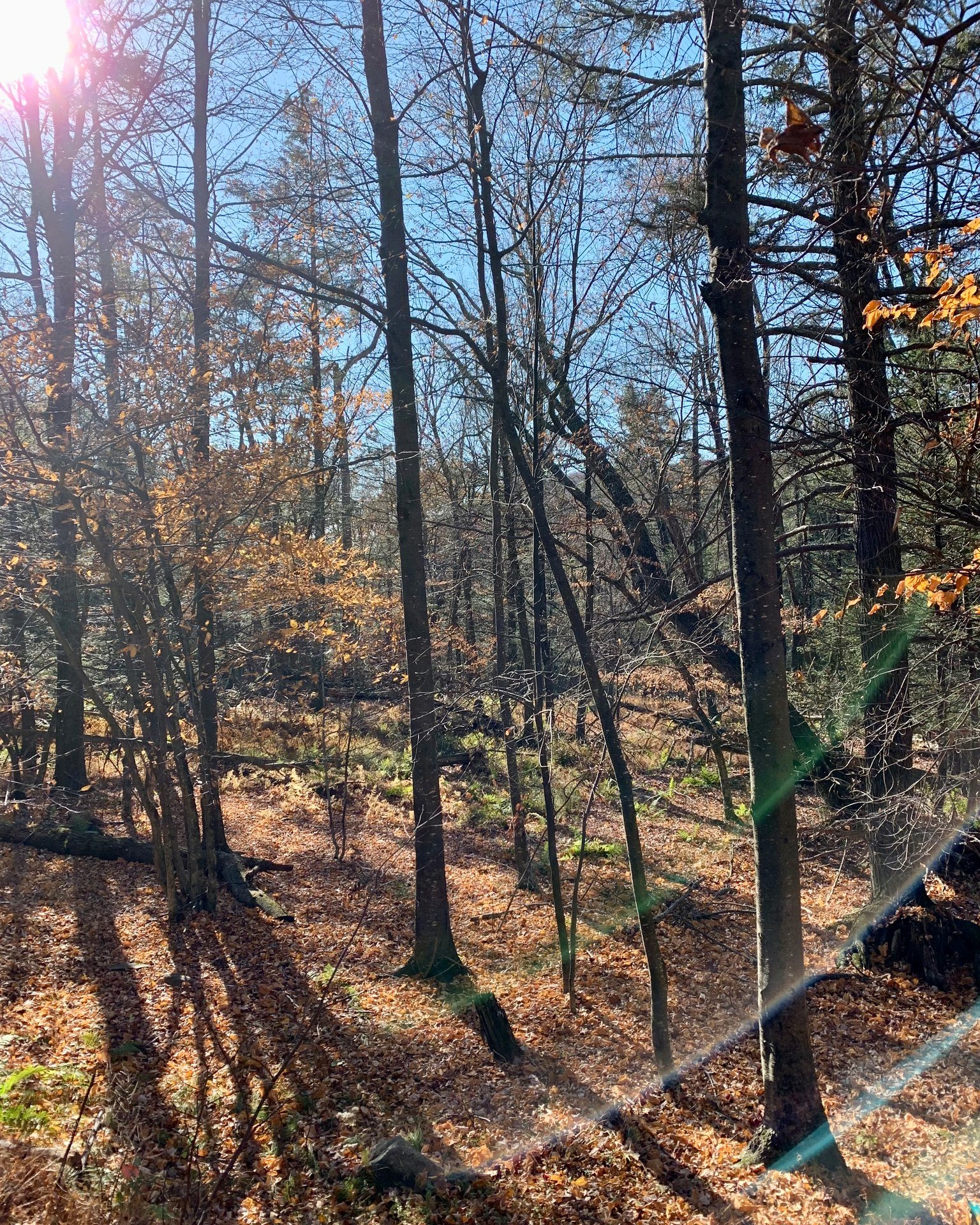 Every so often, I think it’s helpful to go unplugged and wander around the forest for a bit. There are still places that don’t have cell reception, and I really enjoy that disconnection and not being entirely reachable.
#nicolasolvinic #thehuntersdaughter #thesisterscurse #mysteryauthor #crimeauthor #thrillerwriter #criminology #crimefiction #crimethriller #crimenovel #suspensenovel #thrillerbook #murdermystery #mysticalforest