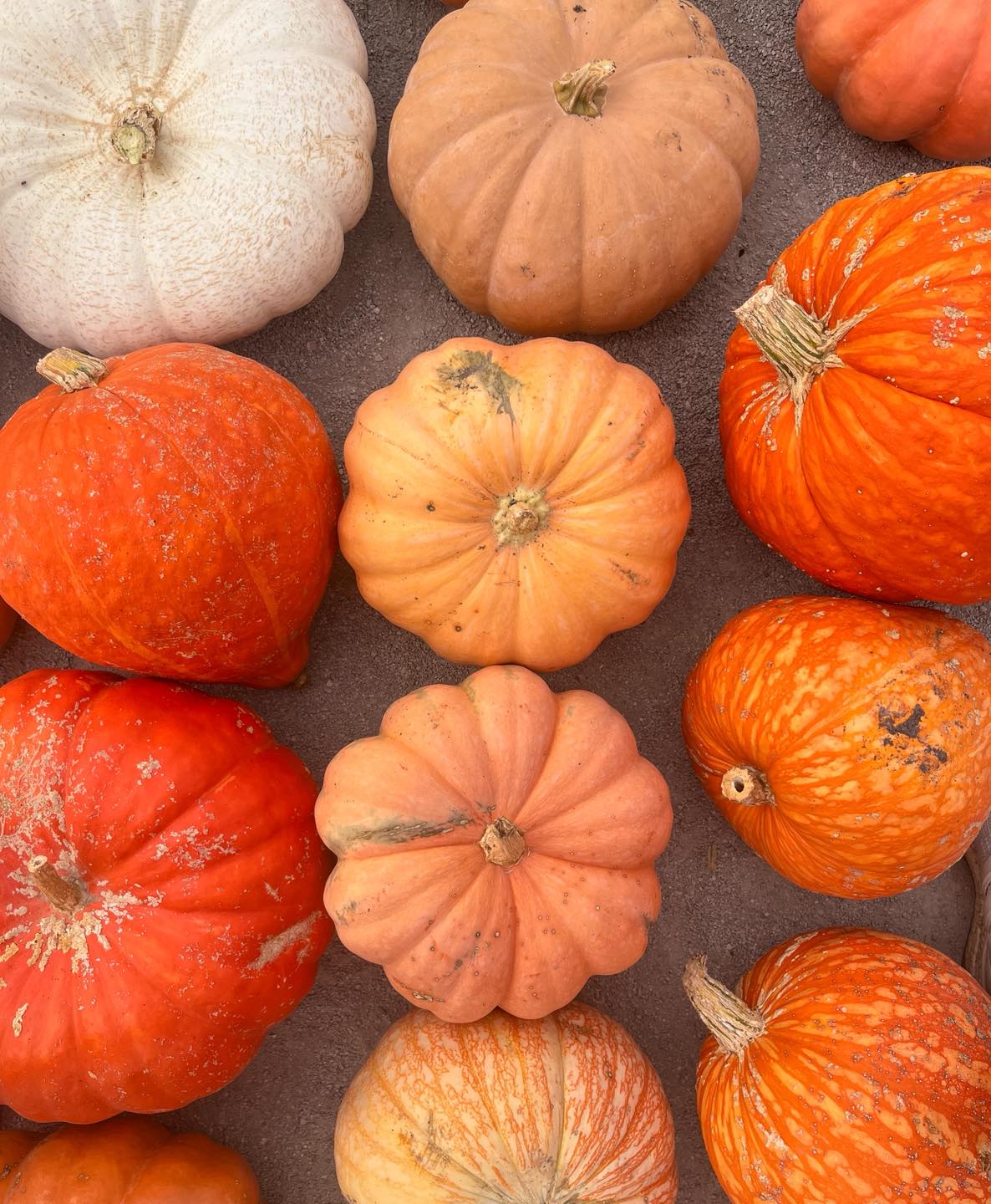 🎃🍂 Pumpkins, mums, and all the fall vibes! Stack pumpkins on your porch steps, mix them with colorful mums for a cozy entryway, or add mini pumpkins inside for a warm touch of autumn. Whether indoors or outdoors, fall décor makes every space feel festive and inviting ✨🌻🍁
📍 16727 Airport Rd, Clinton
🗓️ Saturday | Pumpkins and Picassos | Free pumpkin painting!
⏰ Farm Hours: Thu-Sun I 10am-5pm