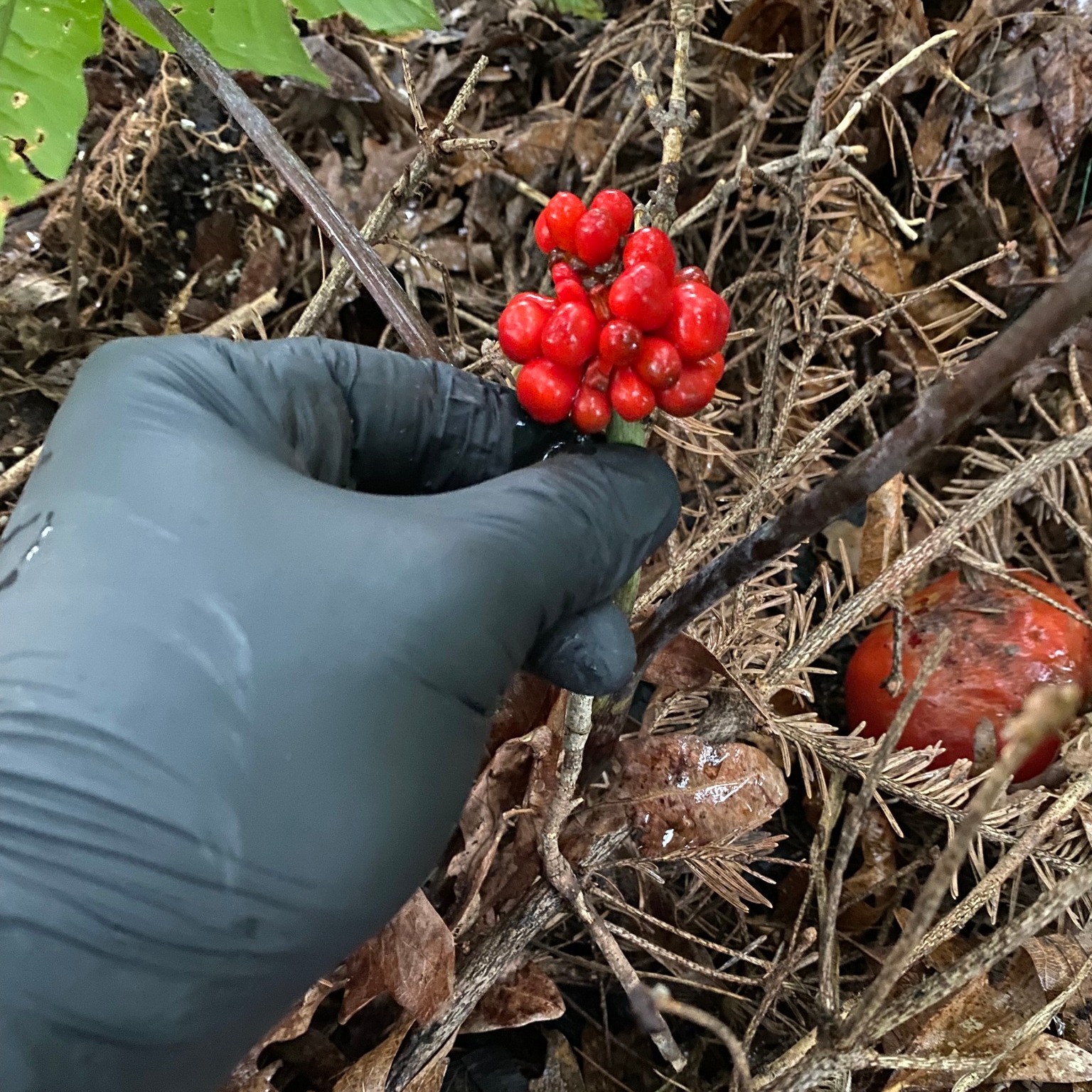 🌿✨ Shade lovers, rejoice! ✨🌿
Today we are harvesting Jack-in-the-Pulpit berries for next year's crop 🌱
🧤 Sean wore gloves for the job since the plant and its berries are toxic if touched or eaten
🌸 In early summer, you’ll see its cool “pulpit” - that hooded, pitcher-shaped flower
🍒 By late summer, those flowers give way to clusters of bright red berries
🐝 Fun fact: this plant tricks tiny insects into crawling inside its pulpit, trapping them just long enough to collect pollen before sending them off to pollinate another flower!
We can’t wait to see these seeds grow into new plants that will thrive in shady gardens next year 💚🌳