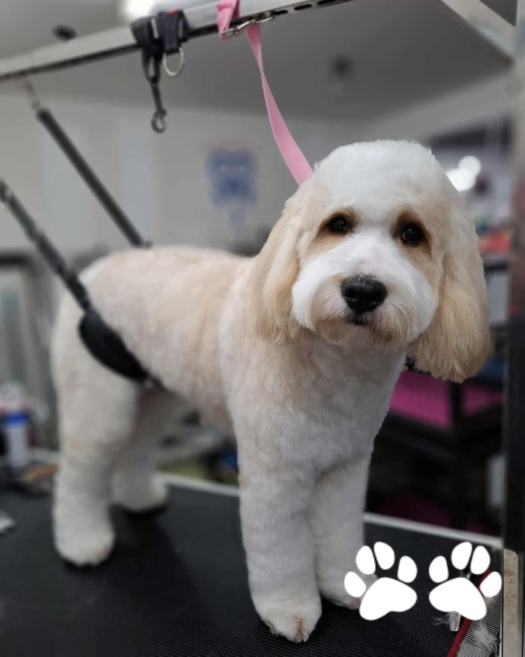 Oh Buster, how you've captured our hearts 💕 🐾