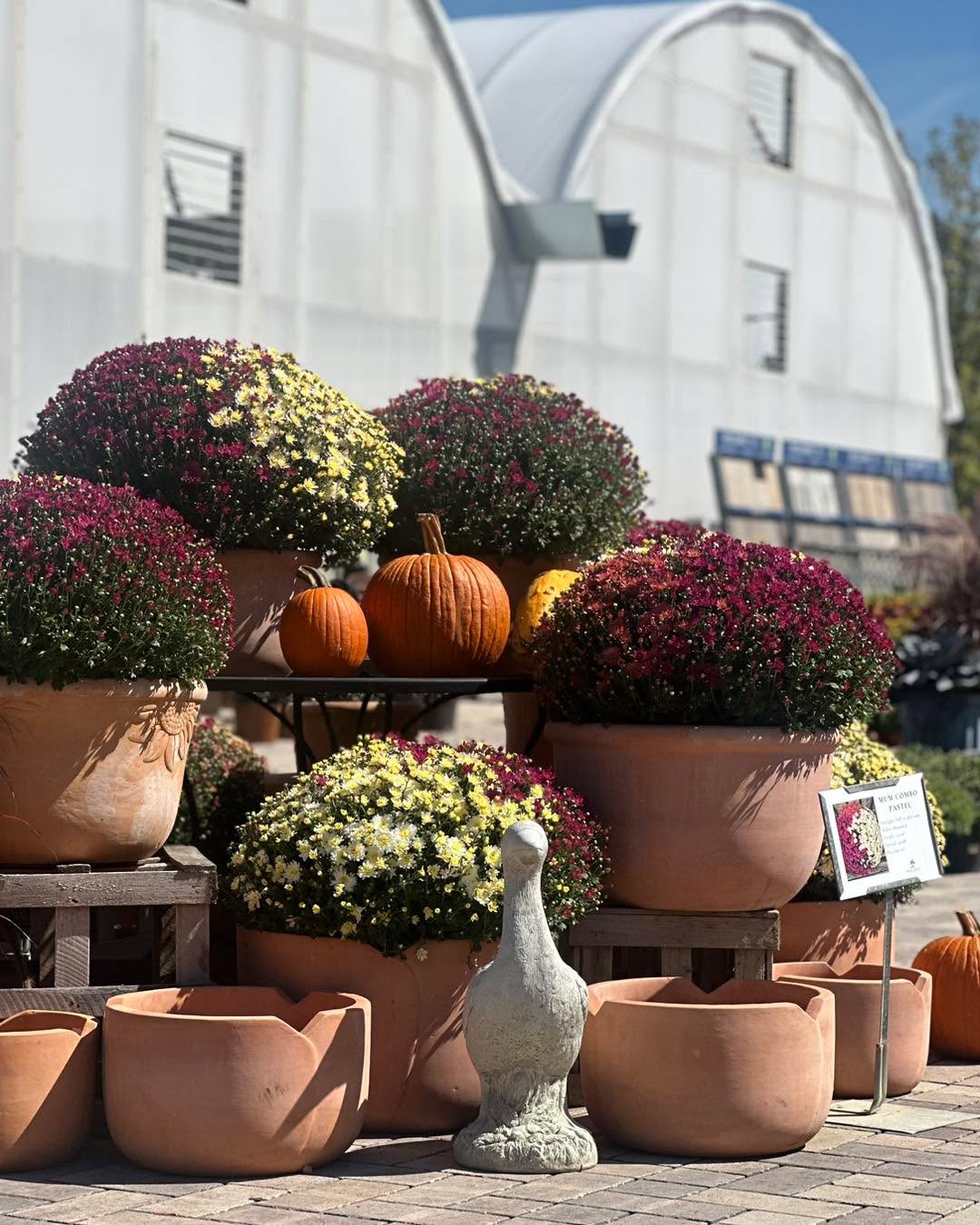 The Mums are starting to pop!!
Come get them to get the most out of their Fall color!
We’re open 10-5 today!
#gardencenters #gardencenterlife #gardencenter #stcharlesillinois #genevaillinois #bataviaillinois #sugargroveil #oswegoil #stcharlesil #auroraillinois #genevail #oswegoillinois #bataviail #sugargroveillinois #aurorail #hangingbaskets