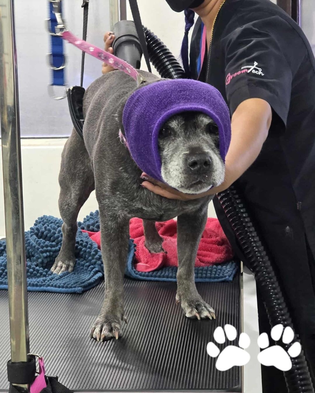 Yes, we even groom short coated dogs! These guys benefit from a warm bath and blowdry with our high velocity dryer... this helps deshed all their lose hair and dander. Plus, they get a nail clip and plenty of love, too 😉🥰