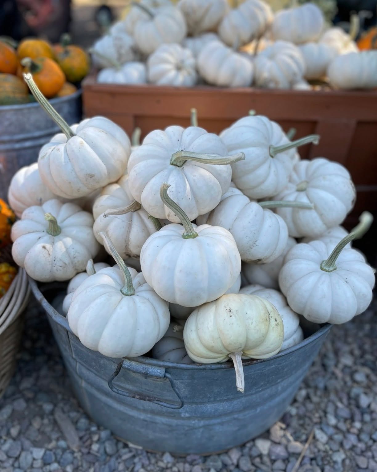 🎃 Pumpkins 🎃 are ready! Come pick from the 🎃 cream of the crop 🎃
- Midnightian Farm and Orchard to get all your 🎃 pumpkin 🎃 needs covered!
We have a large selection of cool-stemmed pumpkins that are ready for carving or making a great decor piece.
Find your ideal pumpkin among our variety of shapes, sizes, and colors. Whether you're looking for a giant carving pumpkin or a cute mini one, we've got you covered!
Pumpkin Varieties include:
- Small to large carving pumpkins
- Wee-Bee-Little
- Mighnight
- Small Warty
- Cinderella
- Giant Pumpkins
- Thumpkin
- Prince Charming
- Royal Blue
- Galeux D Eysines
- Warty Goblin
- Gizmo
- Blue Doll
- Porcelain Princess
- Moon Light
AND MORE!
All pumpkins are priced by size.
⏱️Hours ⏱️
Friday, Saturday, and Sunday 10 am to 4 pm
Parking is FREE!
- - - -
To learn all about Harvest Fest 2025 at Julian Farm and Orchard visit, www.JulianFarmAndOrchard.com/fall-season
#sandiegoucutpumpkins #julianfarmandorchard #sandiegoupick #thingstodoinsocal #socalupickfarm #JulianFallActivities #FamilyFunInJulian #socalmountains #discoverjulian #SanDiegoPumpkinPatch #sandiegocountyfarmbureau #sandiegopumpkinfarm #sandiegofarmingcommunity #sandiegofarmfieldtrip #sandiegofieldtrip #farmfieldtrip