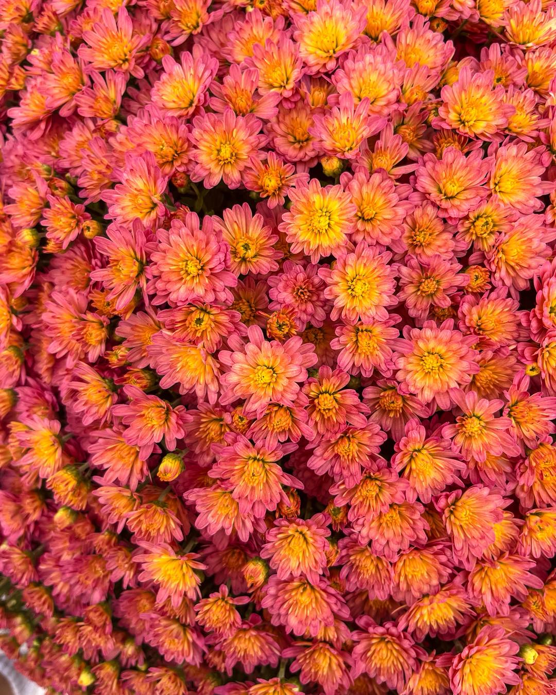 Just a friendly reminder 🌼💧- make sure to give your fall mums a nice drink of water, especially during these warmer days! Keeping them hydrated will help them stay full, fresh, and blooming bright all season long ✨🍂
Here is some helpful info on planting and caring for mums: www.mariahsmums.com/post/fallmumguide
📍 16727 Airport Rd, Clinton
⏰ Farm Hours: Thu-Sun I 10am-5pm