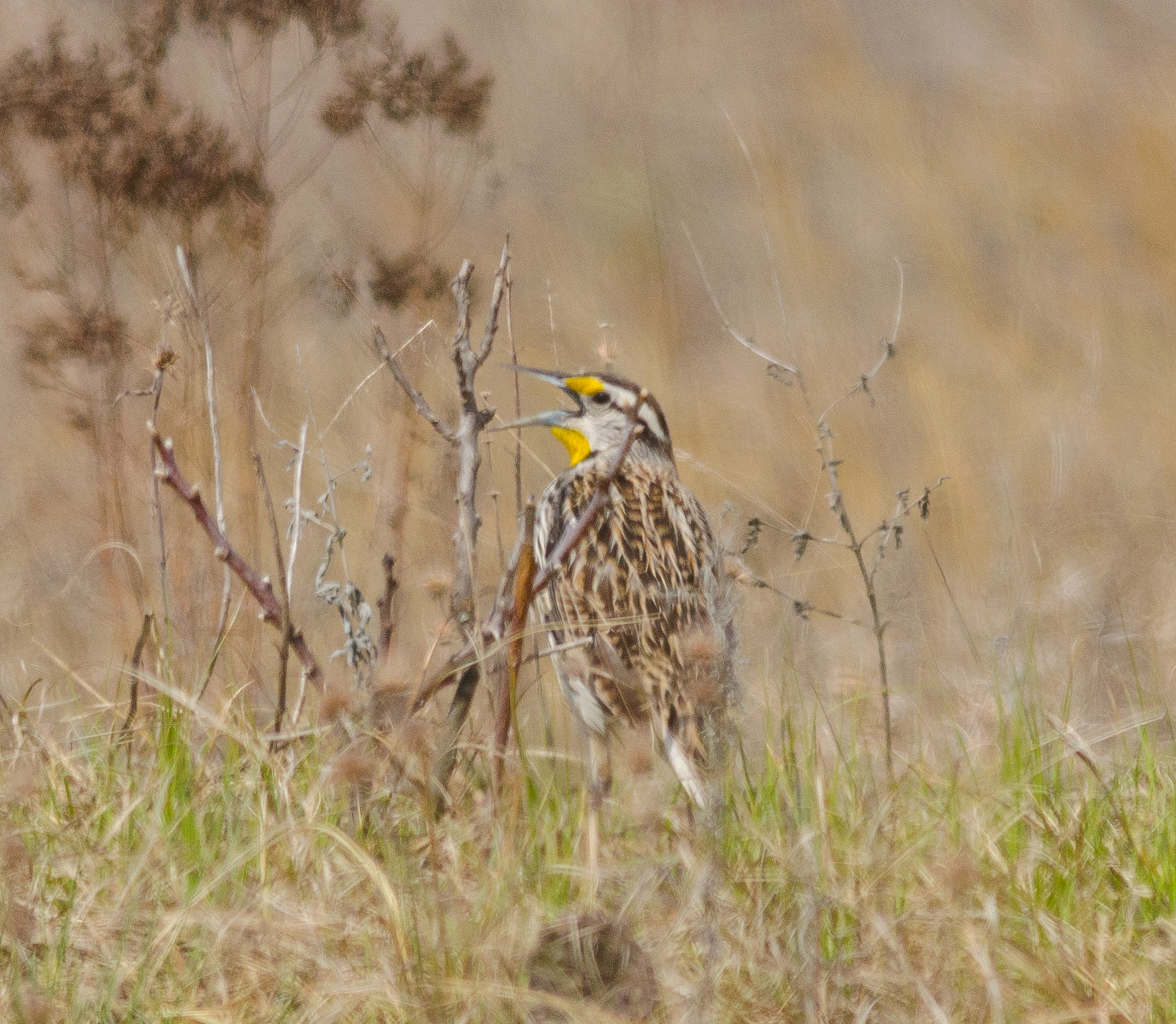 Fun facts about the Eastern Meadowlark:
🐛 They nest on the ground and eat invertebrates, such as crickets and caterpillars.
🪹 They are among the first grassland bird species to arrive in Wisconsin for the breeding season, sometimes arriving as early as February.
🚜 Like other grassland birds, they are experiencing significant population declines due to changes in agricultural practices.
✌ Males typically have two mates a time.
🔶 They're a member of the blackbird family, which also includes cowbirds and orioles.
Do you have another fun fact about the #easternmeadowlark? Share it in the comments!
📸This photo was taken by Joshua Mayer (2014) in Sauk County.
Photo source: https://flic.kr/p/Lb3iDf