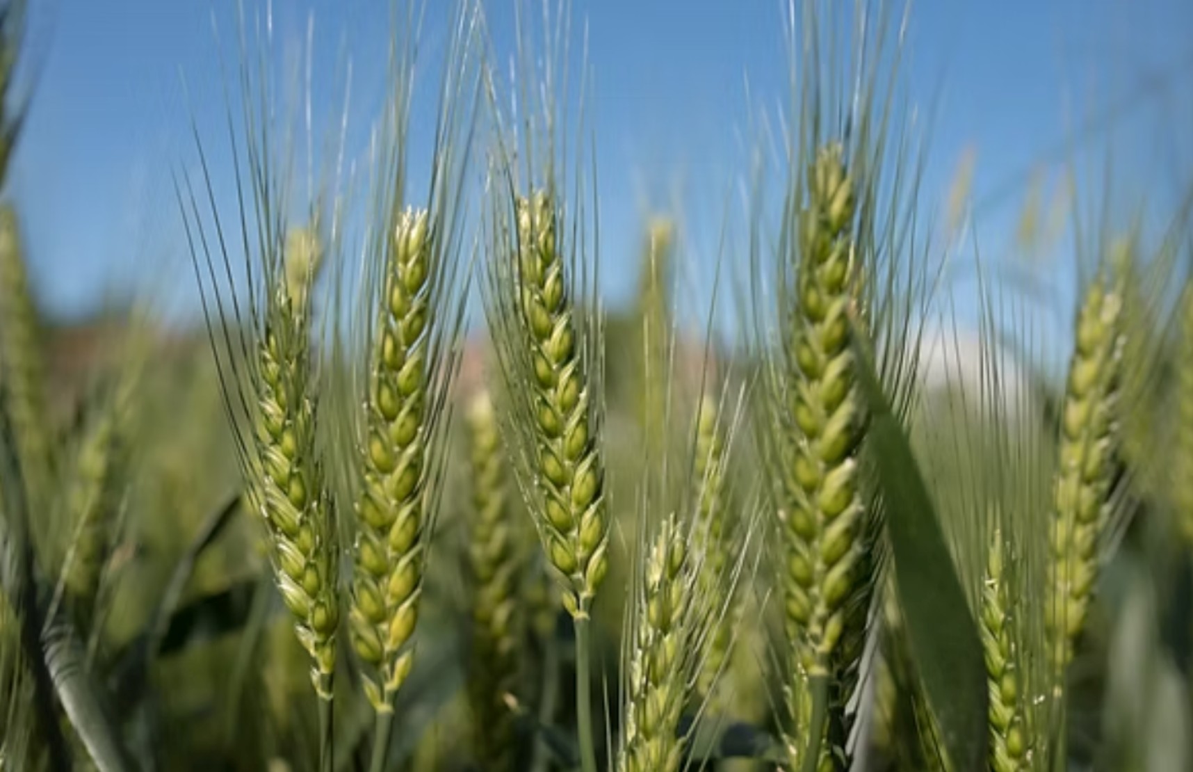 🌾 RGT TORONTO – Il nuovo grano tenero che conquista il Nord Italia! 🌾
Con una media indici di 108 e il 1° posto nella classifica FPS Nord (5 areali), RGT Toronto si conferma la scelta più promettente per le semine 2025.
👉 Stabilità, produttività e qualità panificatoria: RGT Toronto è il frumento tenero che garantisce performance elevate in tutti gli areali italiani.
🔗 Scopri di più: www.semetica.it/toronto
#Semetica #GranoTenero #RGTToronto #Semine2025 #Agricoltura #Innovazione #cereali