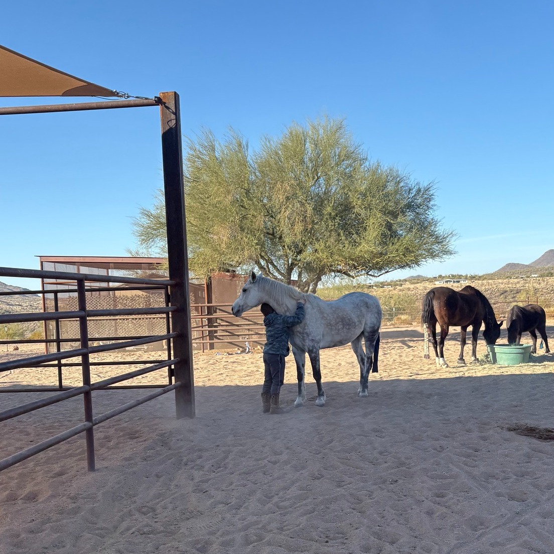 Check this out! Did you know that equine assisted activities benefit more than just the clients? They're good for the horses too!
https://www.avma.org/javma-news/2004-09-15/horse-assisted-therapy-good-humans-how-about-horses