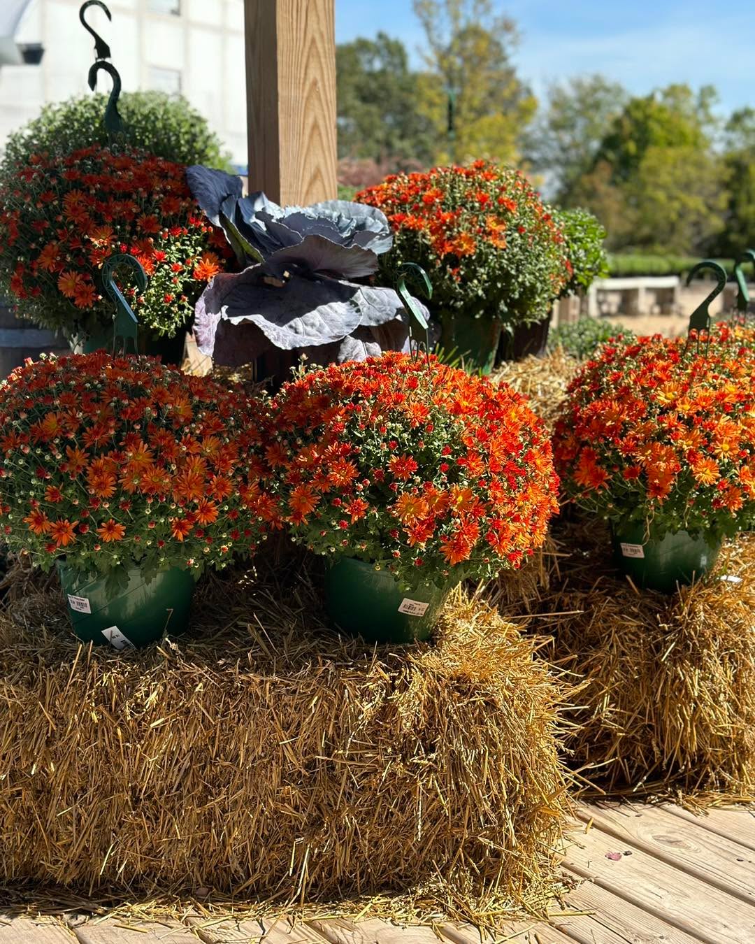 Finally starting to get some fun Fall color around here!
Come get your Fall decor and plants to celebrate the season!
We’re open 10-5!
#gardencenters #gardencenterlife #gardencenter #stcharlesillinois #genevaillinois #bataviaillinois #sugargroveil #oswegoil #stcharlesil #auroraillinois #genevail #oswegoillinois #bataviail #sugargroveillinois #aurorail