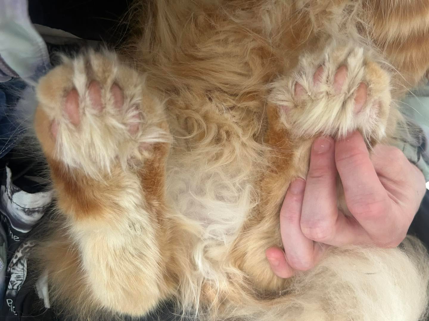 Have you ever saw so many toes!! Ulrich has 7 toes on each paw😹 We are obsessed with his monster munch feets🥰❤️
#mainecoon #catgrooming #polydactylcat