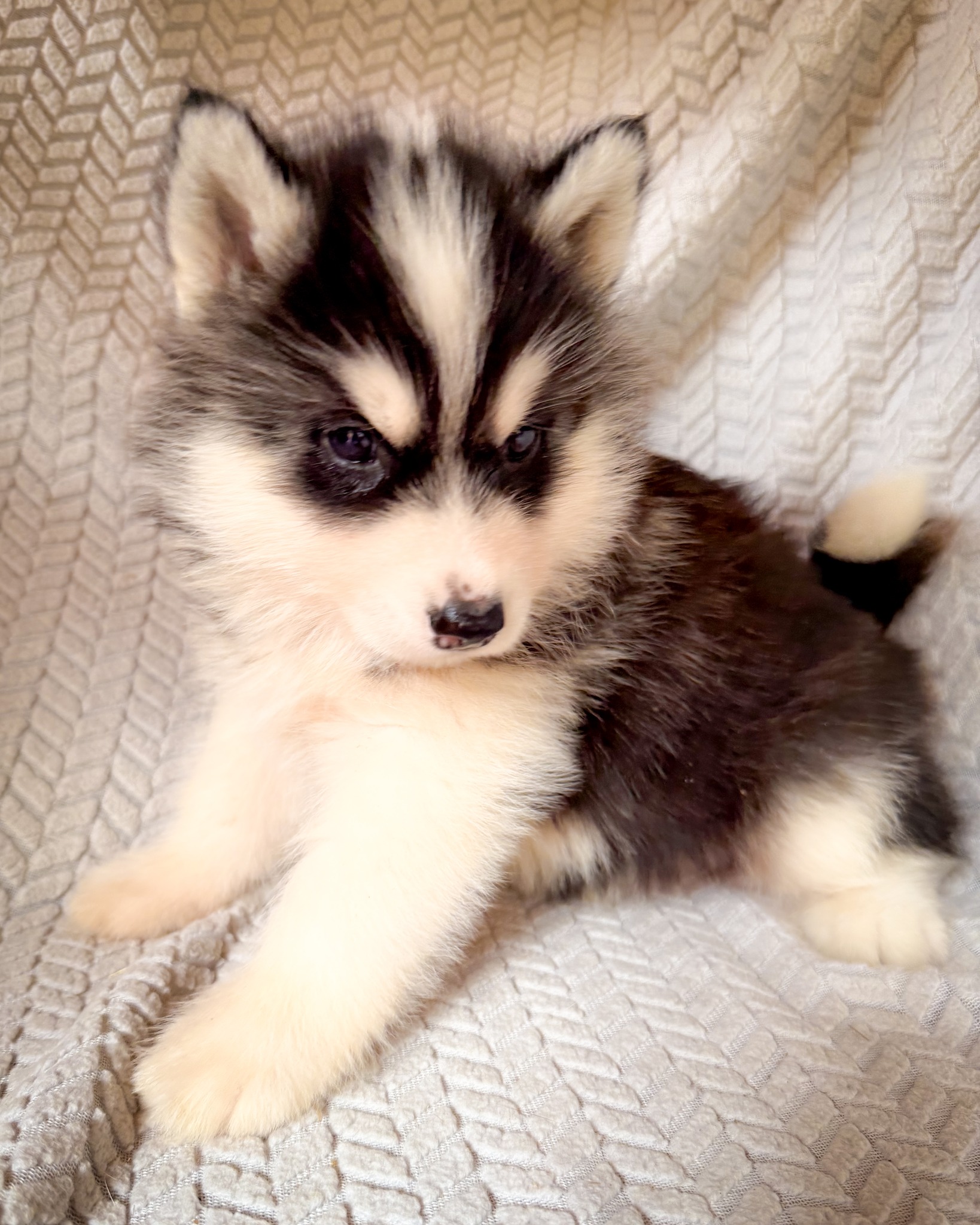 Meet Percy! Come by our site and say hello!