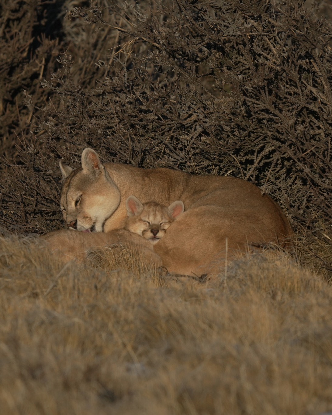 Cachorros de la Raya, una de las pumas que vive hace varios años en la zona de conservación de Cerro Guido 🐆💚
Tiernos, curiosos y juguetones, estos pequeños representan la esperanza de una población saludable de pumas en la zona.
Cada paso que damos hacia la coexistencia entre ganadería y fauna silvestre asegura que nuevas generaciones como la suya puedan crecer libres en este territorio.
-
The cubs of Raya, one of the pumas who lives in the conservation area of Cerro Guido. 🐆💚
Tender, curious, and playful, these little ones symbolize the hope of a healthy puma population in the area. Every step we take toward coexistence between livestock and wildlife ensures that new generations like theirs can grow up free in this land.
📸: @agurosello
📍: @estancia.cerroguido