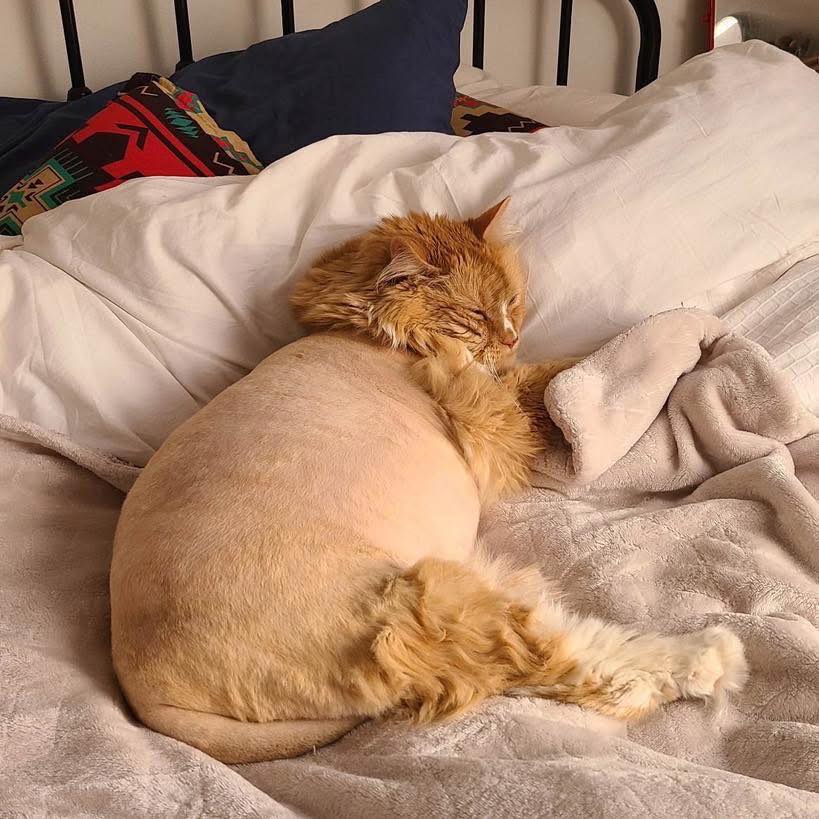 Wee throwback - One of the loveliest cats we ever had the pleasure of knowing😻 Hubert was one amazing big carebear❤️
The hardest part about this job is always saying goodbye to special kitties, its been a few years since Hubert crossed rainbow bridge but we remember him fondly & think about him all the time🌈❤️