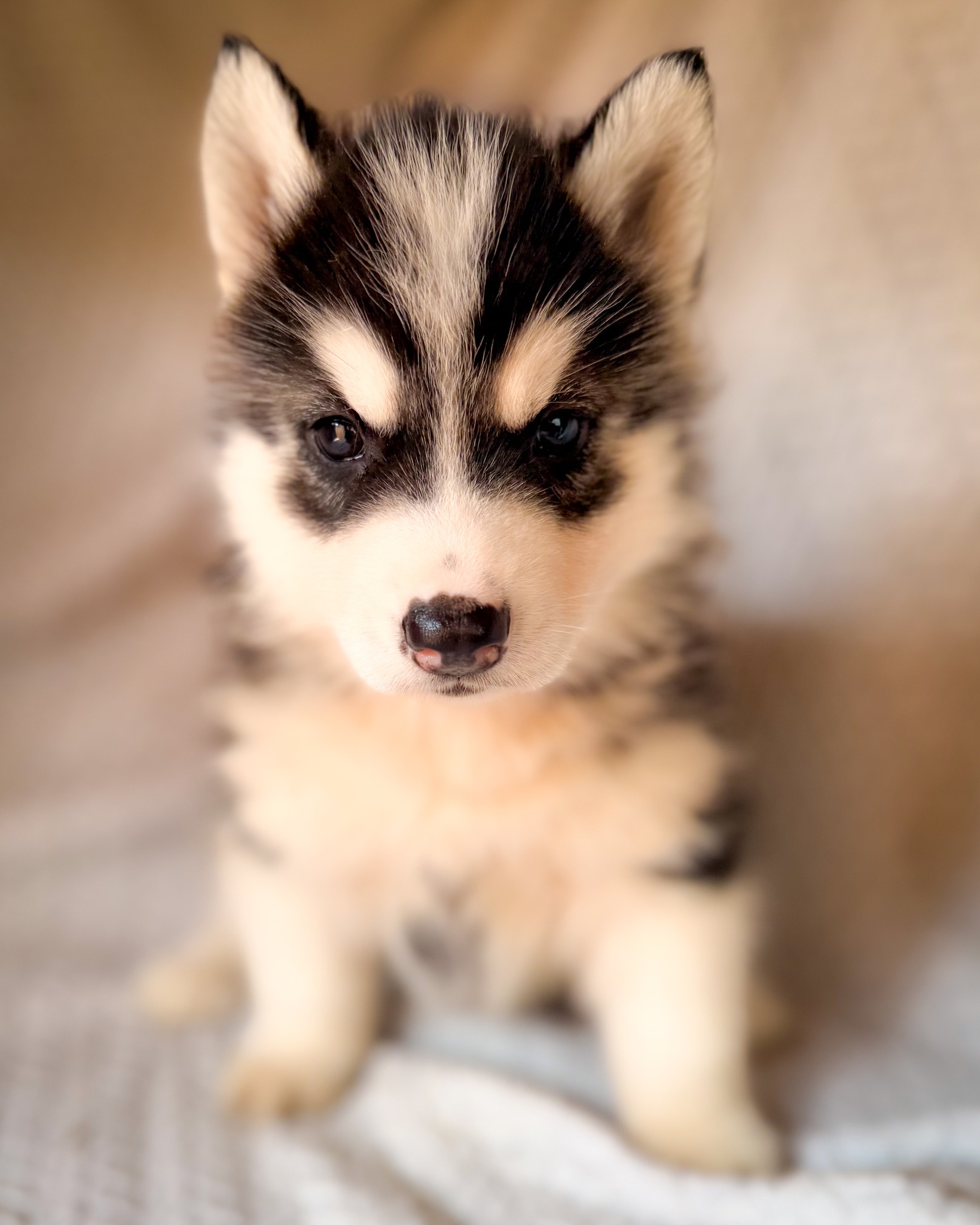 Penelope is a little darling! Come by our site and meet her!