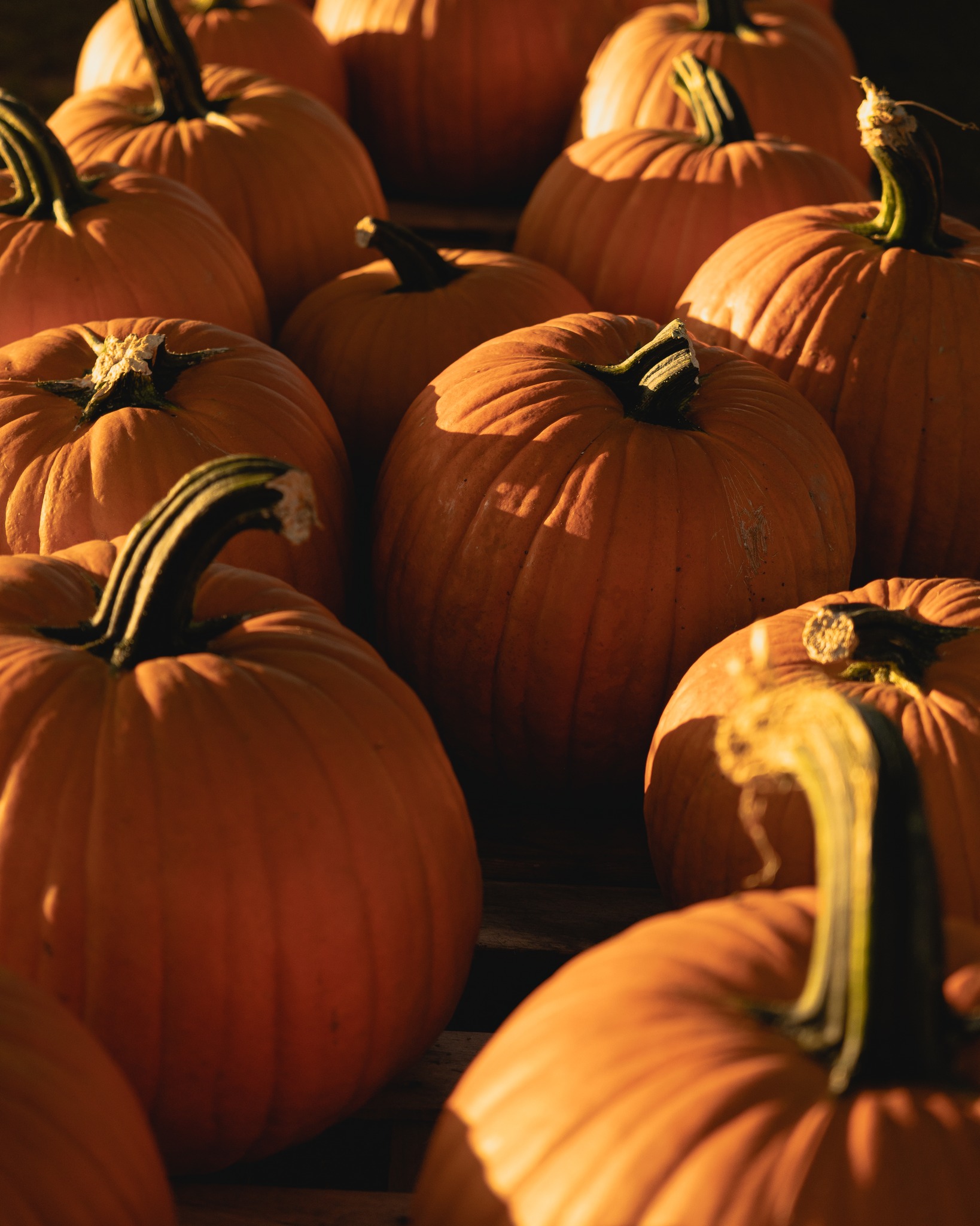 Happy 1st Day of Fall!
What makes this season special for you?
lots of PUMPKINS, the delicious FRESH PRESSED CIDER and CIDER DONUTS, the fun HAYRIDES, getting lost in the CORN MAZE or finding your way out, climbing on the HAY play area, visiting the CUTE FARM ANIMALS, playing all the fun yard games, MAKING MEMORIES with FAMILY and FRIENDS.
There are so many great reason's to be excited about FALL SEASON. Be sure to grab your FRIENDS and FAMILY. Schedule your FALL CELEBRATION with us. Bring your camera, get your tickets online and TOGETHER lets may this FALL SEASON AMAZING at SWEETFIELDS FARM!
SweetfieldsFarm.com
#fall #pumpkins #pumpkinpatch #pumpkineverything #cornmaze #farmfun #farmfamily #fallfestival #fallfestfun #fallfestivities #fallfestival2025 #fallactivities #sweetfieldsfarm #tampabaythingstodo