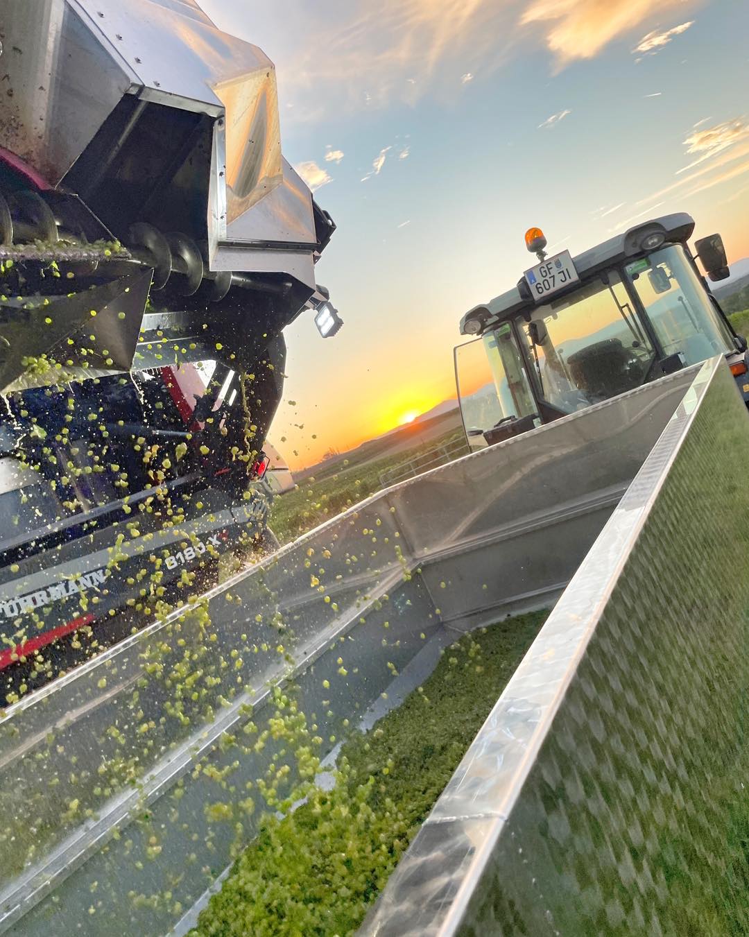 #weinlese #grünerveltliner #Weinviertel #weingutfleckl #sommertraum