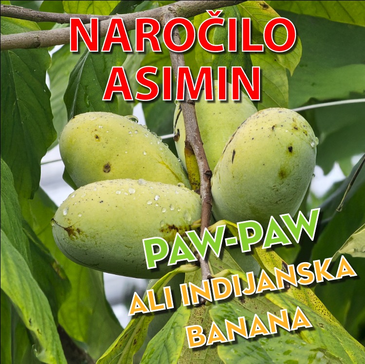 ❗️NE ZAMUDITE ASIMIN❗️🥭🍍🍌
⏩Naročite svojo gajbico vitamičkov, mineralov in antioksidantov še danes, dokler je še čas!
Navodila za naročilo: https://www.kmetijagroselj.si/narocilo-asimin
Naročilo možno v vseh poslovalnicah Agrolit d.o.o.