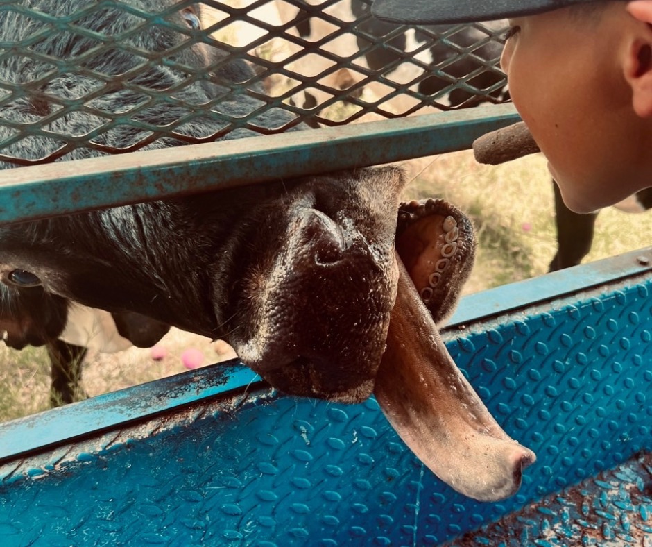 No kids were eaten during the taking of this photo but fun memories were definitely made.
Did you know that longhorn slobber is as nasty as it sounds but lucky enough our longhorns are so willing to give out some sweet kisses to our kids during the summer! #SummerFun #CampChangesLives #LonghornKisses 🐂🐂🐃🐃