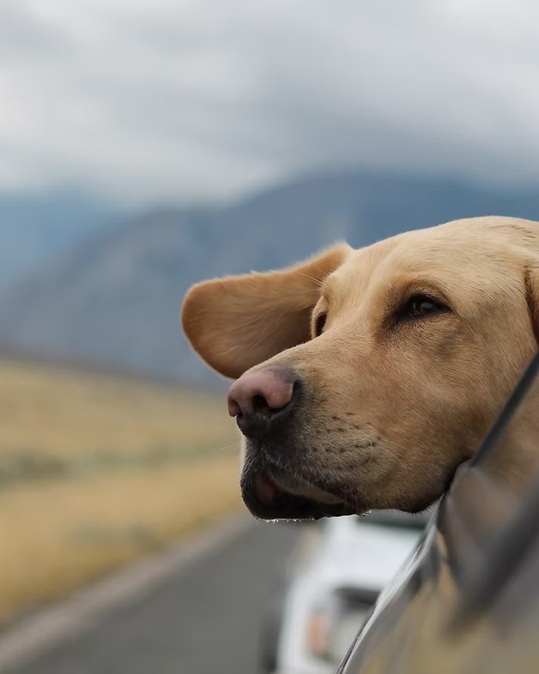When your co-pilot insists on one more sniff of that desert breeze...
🐾 Yes, we’re that kind of road trip stop — the kind where tails wag, tongues flop, and everyone sleeps in vintage luxury.
Pet-friendly? You bet. Welcome to the Mizpah Hotel — where four-legged guests are family.
🏨 Book your stay — and bring the whole pack!
#PetFriendlyTravel #DogFriendlyHotel #MizpahHotel #TonopahNevada #RoadTripVibes #VintageStay #HistoricHotels #DogsofInstagram #TravelNevada #PetGetaway #WesternWanderlust #WagMoreBarkLess