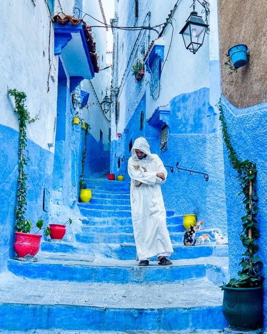 The people of Morocco are some of the most welcoming and warm I've ever met, and their love for animals is just as strong. From friendly street cats to hardworking donkeys, you'll find them everywhere you go. This shot from the "Blue Pearl" of Chefchaouen is a testament to that. Join me next year and experience the vibrant culture and colors of Morocco for yourself. Link in comments for more details
