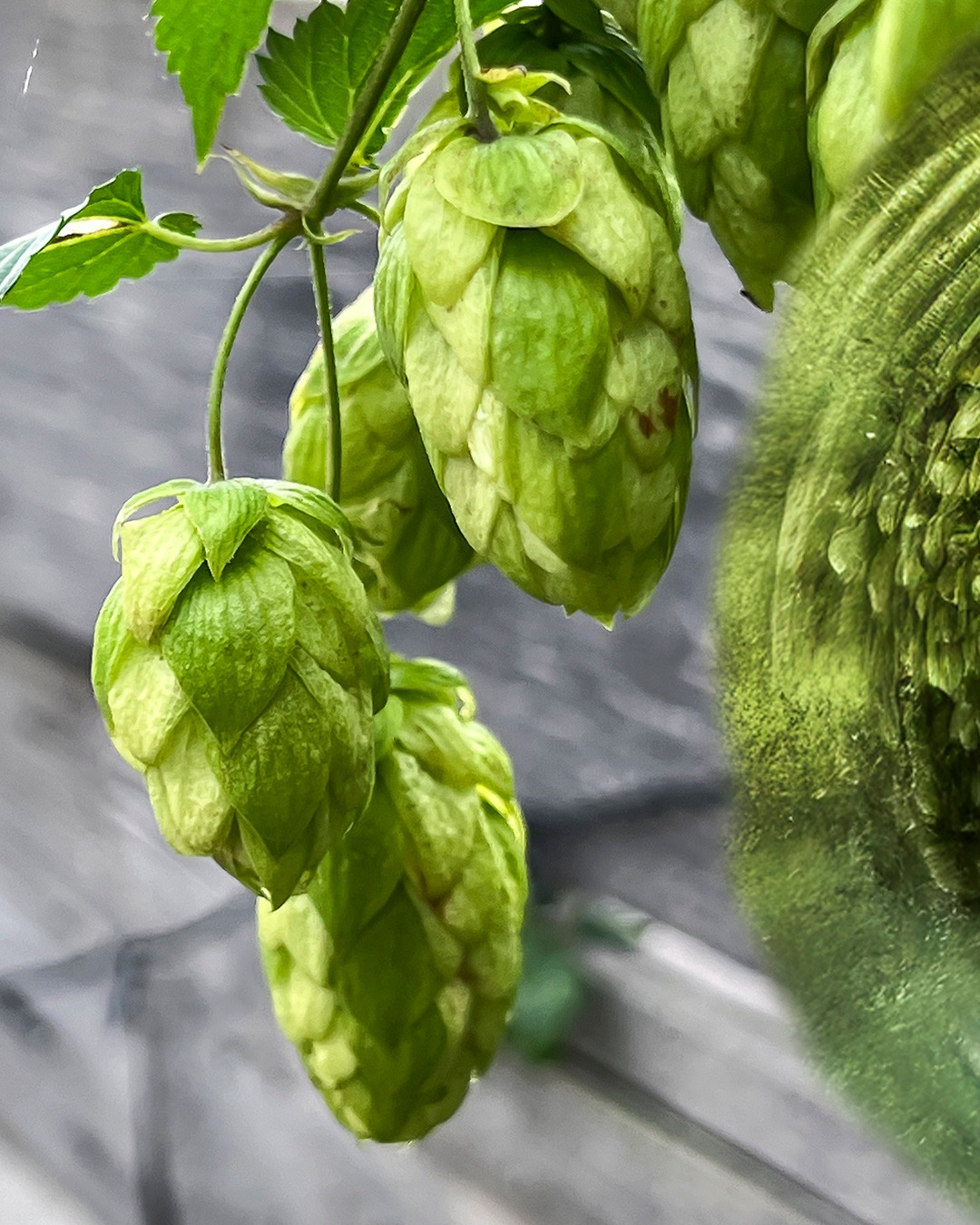 Zeit der Hopfenernte! 🎉 Wieder entsteht etwas komplett Neues und ich weiß selbst nicht ganz, wie es schmecken wird - aber spannend wird es auf jeden Fall! 🤔 und wenn es dann noch alkoholfrei ist....🥰🤭
.
.
.
#hopfen #hopfenernte #HopfenLiebe #hopfenblüten #weinundbier #alkoholfrei #alkoholfreileben #alkoholfreiesbier #alkoholfreierwein #robertherbst #langenlois #kamptal #niederosterreich #niederösterreich