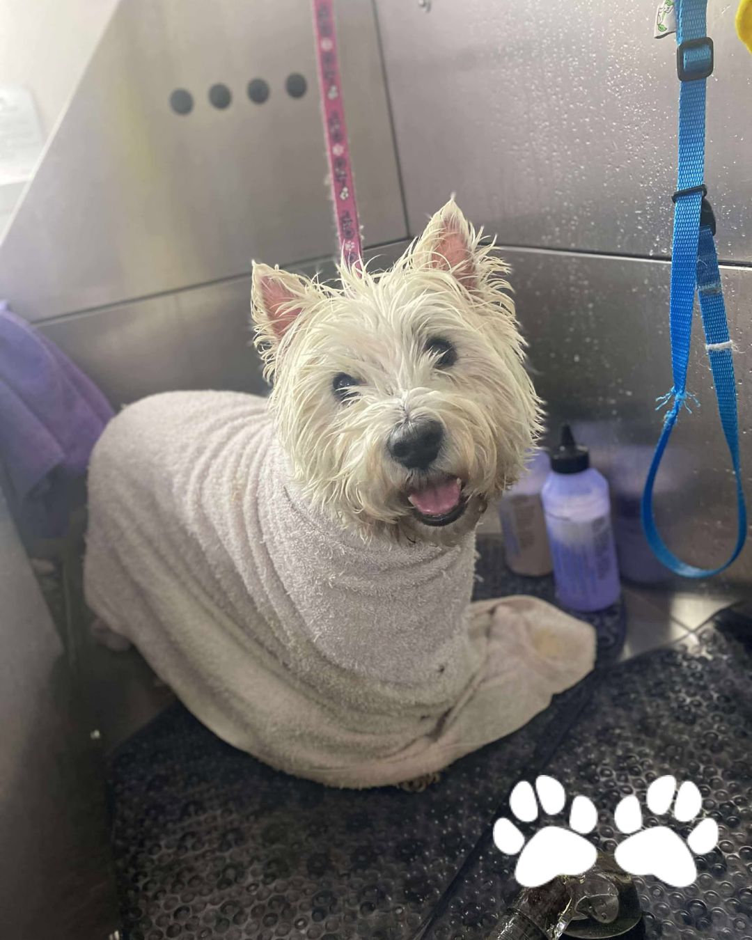 Scrub-a-dub-dub! Do you know the breed in the tub? 🛁🐾🐶