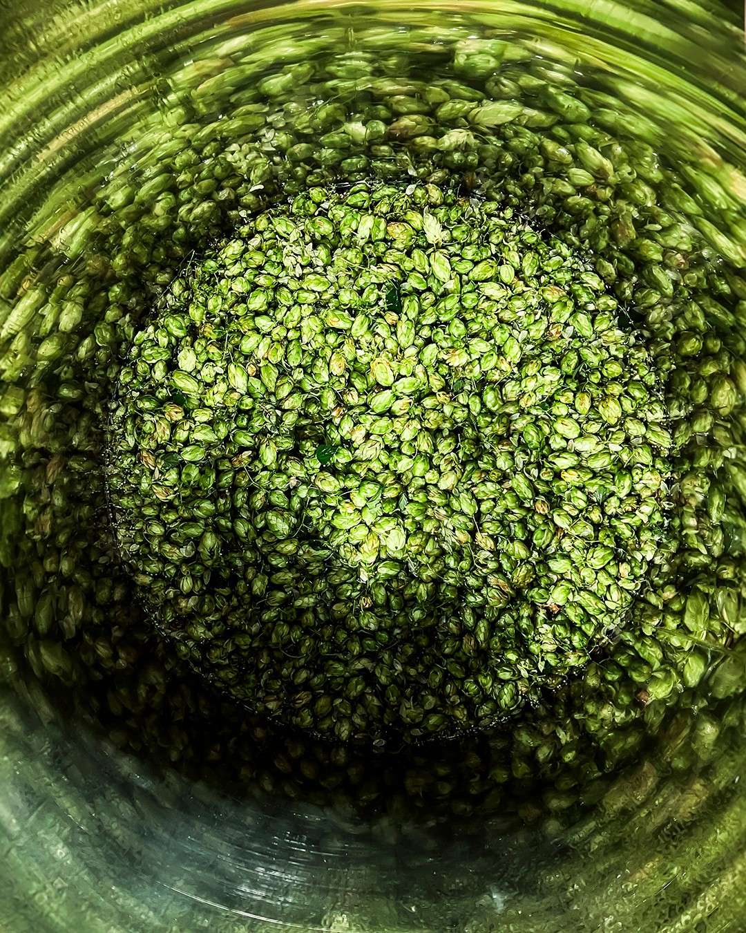 Zeit der Hopfenernte! 🎉 Wieder entsteht etwas komplett Neues und ich weiß selbst nicht ganz, wie es schmecken wird - aber spannend wird es auf jeden Fall! 🤔 und wenn es dann noch alkoholfrei ist....🥰🤭
.
.
.
#hopfen #hopfenernte #HopfenLiebe #hopfenblüten #weinundbier #alkoholfrei #alkoholfreileben #alkoholfreiesbier #alkoholfreierwein #robertherbst #langenlois #kamptal #niederosterreich #niederösterreich