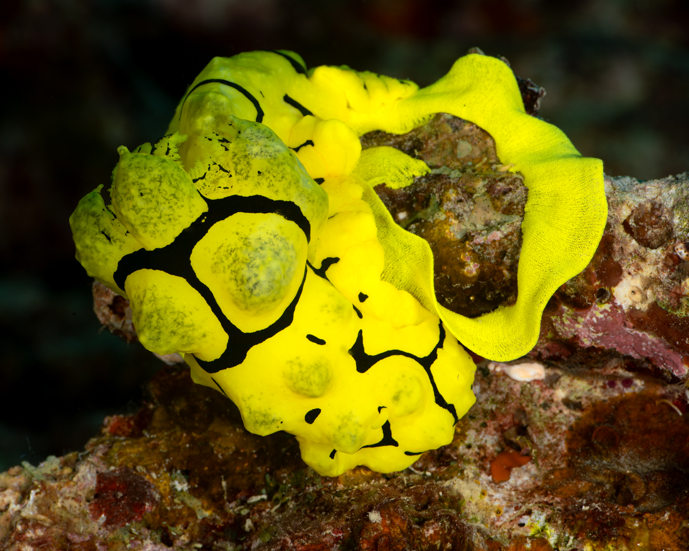 ๐๐โ๐ ๐๐๐๐๐๐ ๐๐๐๐ ๐๐ ๐๐๐๐๐๐๐๐ ๐๐๐๐๐๐๐ ๐๐๐๐๐๐๐!!!
We are just bananas about bananas here at Critter Spotter!! This last few months the Banana Nudibranchs โ Notodoris minor --- have been breeding and forming groups.
This is a large and spectacular yellow nudi with black banding and a penchant for yellow sponges! After the earthquakes we lost a lot of yellow sponge but where it is coming back we are seeing congregations of this species โ in this particular case there were upwards of 10 in small area โ either feeding or breeding! The yellow egg case ribbons are a dead give away that a banana nudi is nearby!!
What was also really special I this case was the presence of several very small individuals, in fact the smallest we have seen โ which bodes well for a return to the days where this Nudi was seen on nearly every dive.
Bring on the bananas!
๐ธJohn Warmington
๐๐๐๐ง ๐ญ๐จ ๐๐ข๐ฏ๐ ๐๐ง๐ ๐๐ข๐ง๐ ๐ง๐๐ฐ ๐๐ซ๐ข๐ญ๐ญ๐๐ซ๐ฌ?
Message or visit our webpage for more details at:
๐ฌ๐ฌ๐ฌ.๐๐ง๐๐ฉ๐ฉ๐๐ง๐จ๐ฅ๐ค๐ฉ๐ฉ๐๐ง.๐๐ค๐ข
Or better still โ relax and spend a few days away -- dive and stay at Karma Waters Vila
๐ต๐๐๐ฝ๐://๐๐๐.๐ฎ๐ถ๐ฟ๐ฏ๐ป๐ฏ.๐ฐ๐ผ๐บ/๐ฟ๐ผ๐ผ๐บ๐/๐ญ๐ฏ๐ด๐ฏ๐ฑ๐ด๐ฏ๐ต๐ฑ๐ญ๐ณ๐ญ๐ญ๐ณ๐ฒ๐ณ๐ณ๐ญ๐ต
#underwaterphotography #reefcritters #marinelife #divevanuatu #oceanconservation #critterspotter #vanuatumoments #karmawatersvanuatu #nudibranch #ilovenudis #nudipics #nudi #seaslug