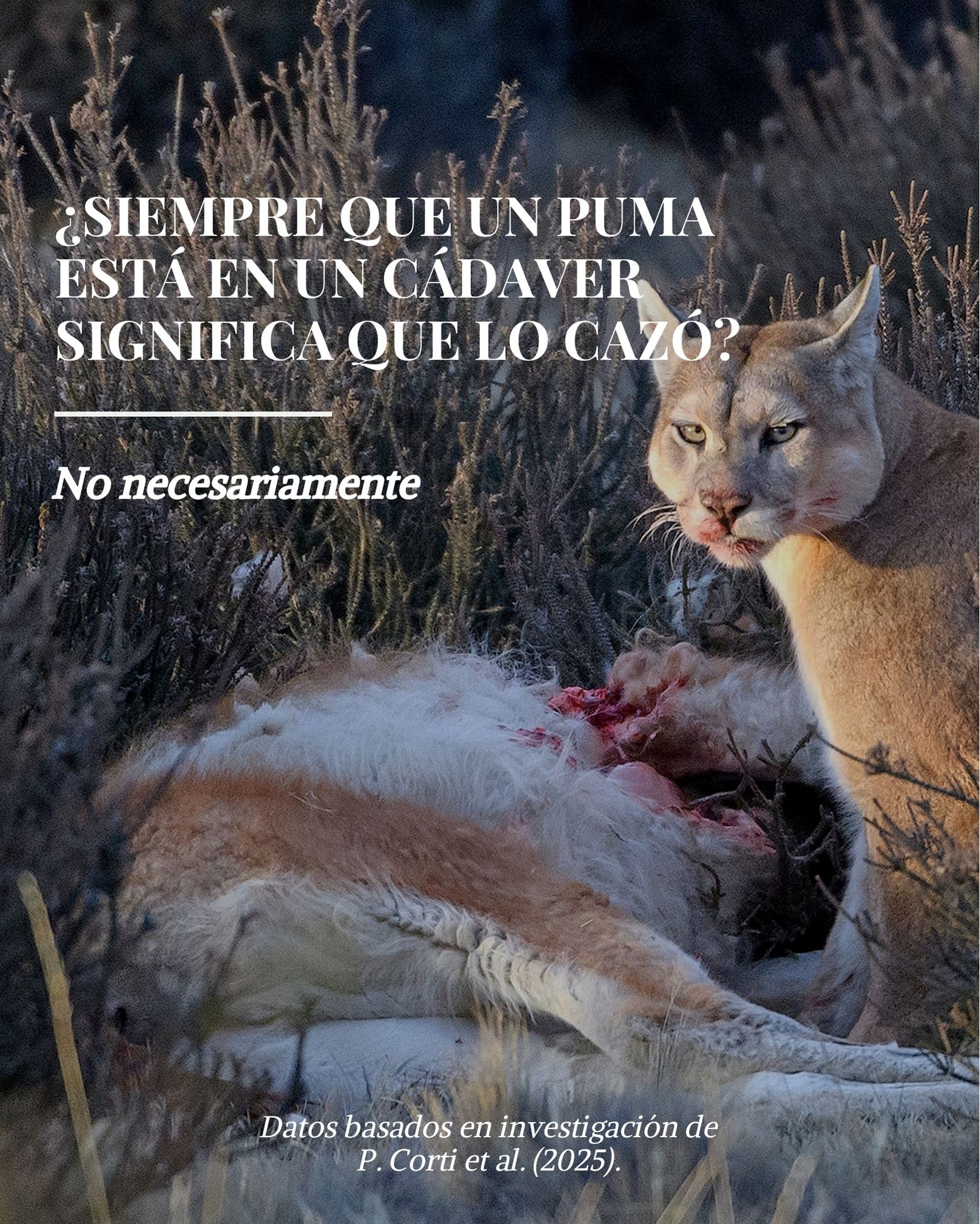 Un estudio reciente realizado por Paulo Cortí en la Patagonia chilena reveló un comportamiento de los pumas: estos felinos no solo cazan, también carroñean. Es decir, pueden aprovechar cadáveres que no mataron e, incluso, enterrarlos como si fueran sus propias presas.
Este hallazgo tiene una gran relevancia, ya que la identificación temprana y precisa de la causa de muerte de un animal es fundamental para comprender las interacciones entre depredadores, presas y carroñeros. El estudio demostró que la presencia de un puma en un cadáver no siempre significa que lo haya cazado: en ocasiones puede estar carroñeando, pero dejando señales muy similares a las de una depredación real.
Por eso, diferenciar con precisión entre depredación y carroñeo resulta clave. Esta distinción permite no solo entender mejor la ecología del puma, sino también evitar conclusiones erróneas sobre su impacto en la fauna silvestre o en la ganadería.
Finalmente, el trabajo de Corti contribuye a generar conciencia sobre el comportamiento carroñero de los pumas, recordándonos que estos animales cumplen múltiples roles dentro del ecosistema y que su relación con el entorno es más compleja y fascinante de lo que muchas veces imaginamos.
📸: @piavergarafotografia
📍: @estancia.cerroguido