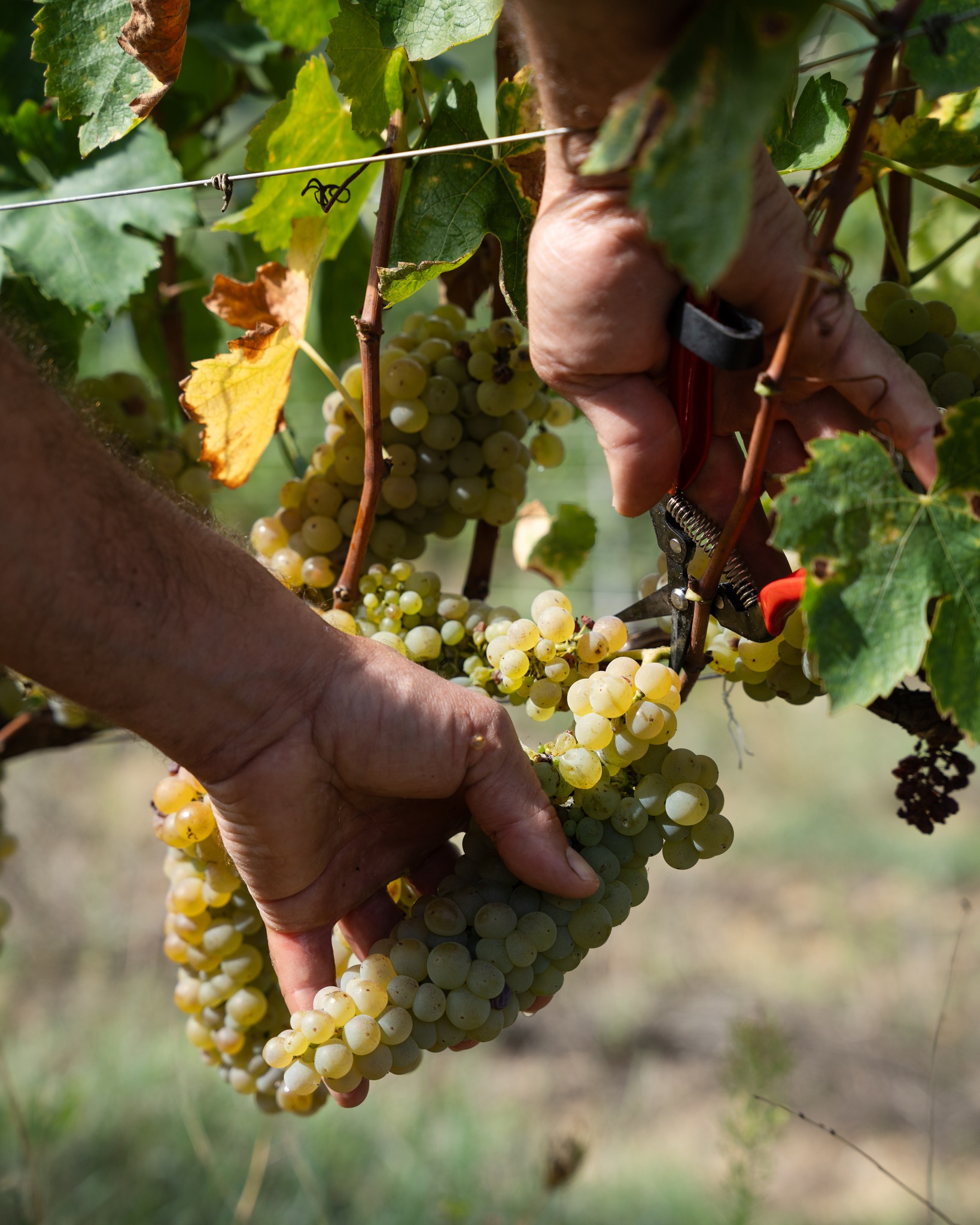 🌧️☀️ Nonostante la pioggia, nonostante il sole cocente… i volti che danno vita a Borgo Paglianetto non si sono mai arresi 💪🍇.
Il frutto di un anno di lavoro, di passione e di dedizione è pronto ad affinarsi ✨🍷 per trasformarsi nei vini che conoscete, amate e che raccontano la nostra storia 💛.
🌧️☀️ Through the rain, under the burning sun… the faces behind Borgo Paglianetto never gave up 💪🍇.
The fruit of a year of passion, hard work and dedication is now ready to be refined ✨🍷 into the wines you know, love, and that tell our story 💛.
#borgopaglianetto #verdicchiodimatelica #borgopaglianetto #vendemmia2025 #matelica #madeinitaly #organic #fivi #siamofivi #vinoitaliano #winelovers
