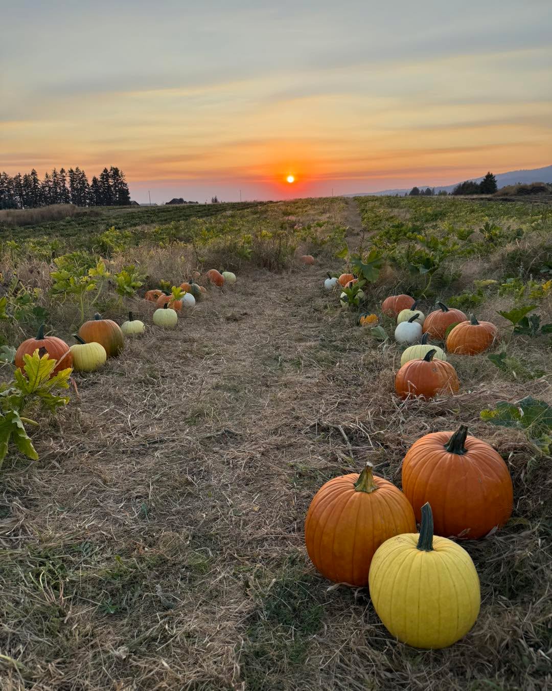 Hundreds and hundreds of pumpkins ready to take home! It’s going to be beautiful weather this weekend so stop by!
Open all daylight hours, every day until sold out.
We have orange, white, yellow, and warty pumpkins this year!
We kept things a little more adventurous and just cut paths through the patch to wander through. The left side of the patch has been precut, if you want to venture further, bring your own tool to cut the stem.
$.50 cents a lb with a $5 minimum.
Most will weigh 5-35 lbs each.
Some tripping hazards on the paths so if you are aren’t sure footed, we have a whole bunch of pumpkins at the strawberry stand to choose from.
Park in the back facing east as if you were parking to pick strawberries. Do not block roadways.
Cash or Venmo.
Please use the Atlas entrance! 14872 N Atlas Road Rathdrum Idaho 83858