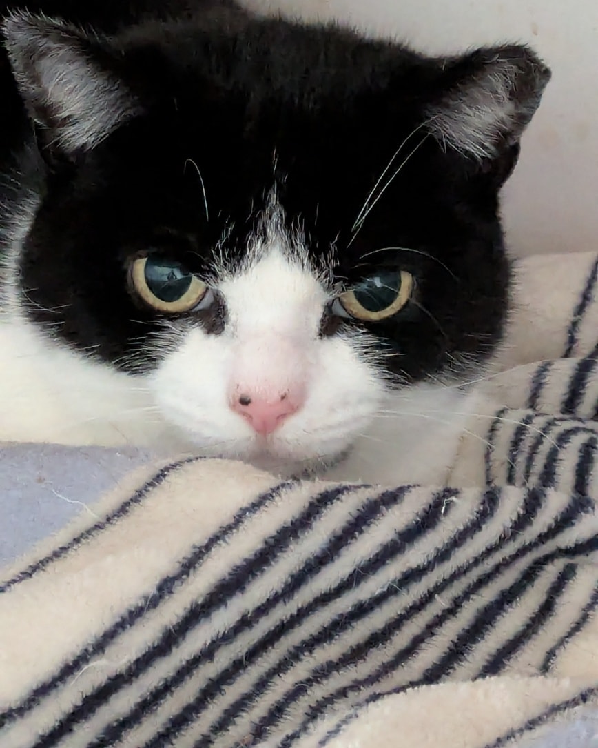 Belle
Our good friends at the RSPCA, Bluebell Ridge, asked if we could help with Belle.
She was originally trapped as part of a colony, and was taken to an RSPCA centre, but didn’t do so well. She went to Hastings, where things began to improve and from there, she then went to a fosterer but became very stressed and she started to over-groom.
It was felt that she needed an alternative home, and that’s where we came in, to try and get her to the next stage.
Belle is already showing an interest in everything that is going on around her; she is quite timid at the moment, but hopefully she will learn to trust us so that she can move forward.