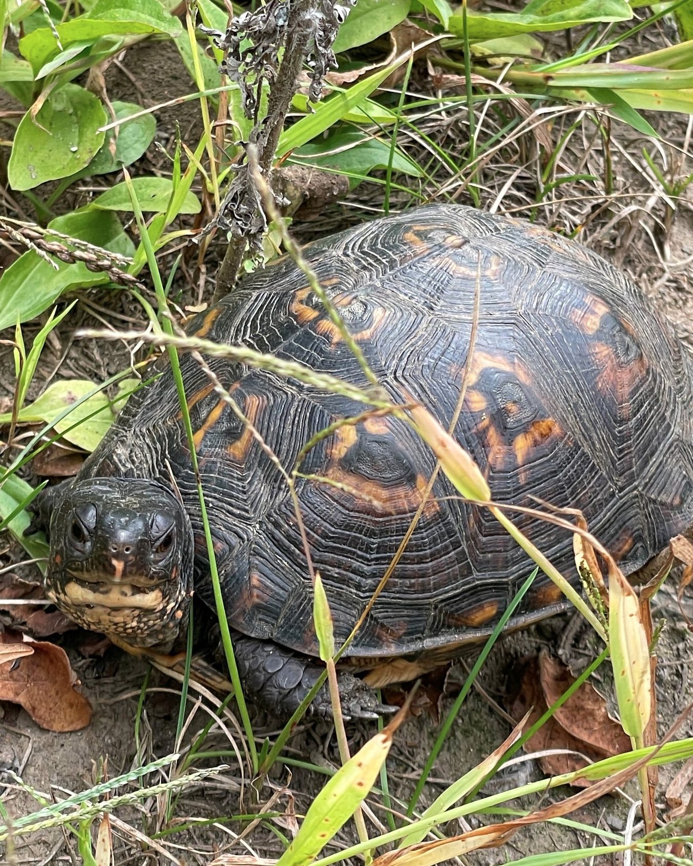 Sadly, the number of box turtles in NJ is declining to the point that they have been designated a species of concern. So our land team was pleased to find this box turtle during a recent site visit in Morris County. You can tell this is a female because the males have red eyes!
Remember that you can use the NJ Wildlife Tracker to report sightings of rare wildlife species, wildlife (of any kind) on roadways, and other species of interest at dep.nj.gov/.../reporting-rare-wildlife-sightings/.