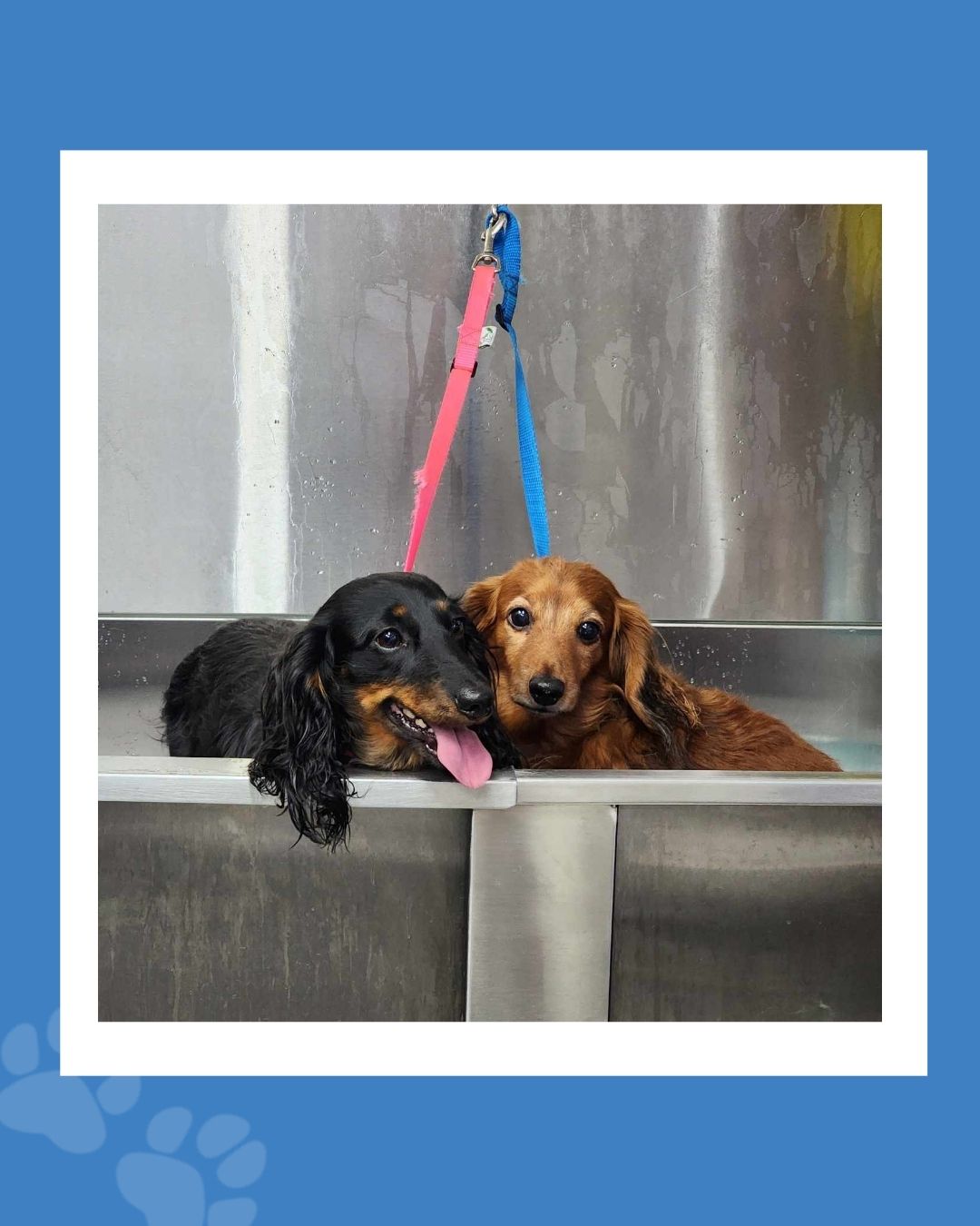 Don't know about you but we are OBSESSED!!! 😍💙🐾 These 2 are too cute!