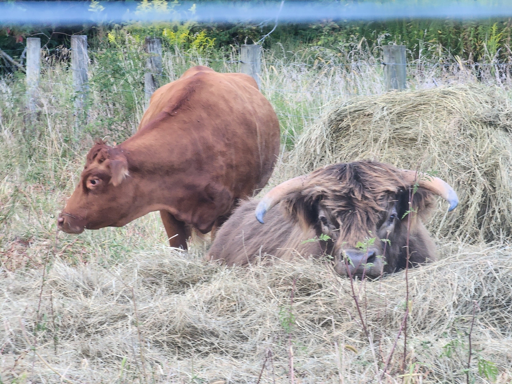 Moo 🐮
#knowwhereyourfoodcomesfrom #knowyourfarmer #growninohio