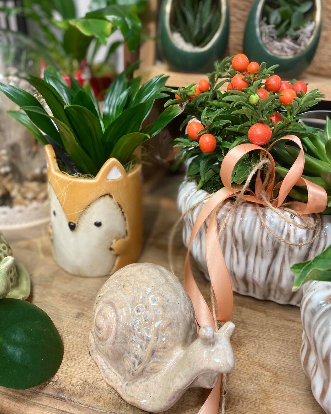 🌸 Ce dimanche matin, de 10h à 12h, la boutique est ouverte ! 🌸
Un joli choix de bouquets frais, de plantes pleines de charme et de petites décos qui font la différence vous attend 🪴💐
De quoi mettre de la couleur dans votre maison… et du sourire dans votre week-end !
Faites (vous) plaisir 🤩✨
Passez me voir & repartez avec un coup de cœur 🥰