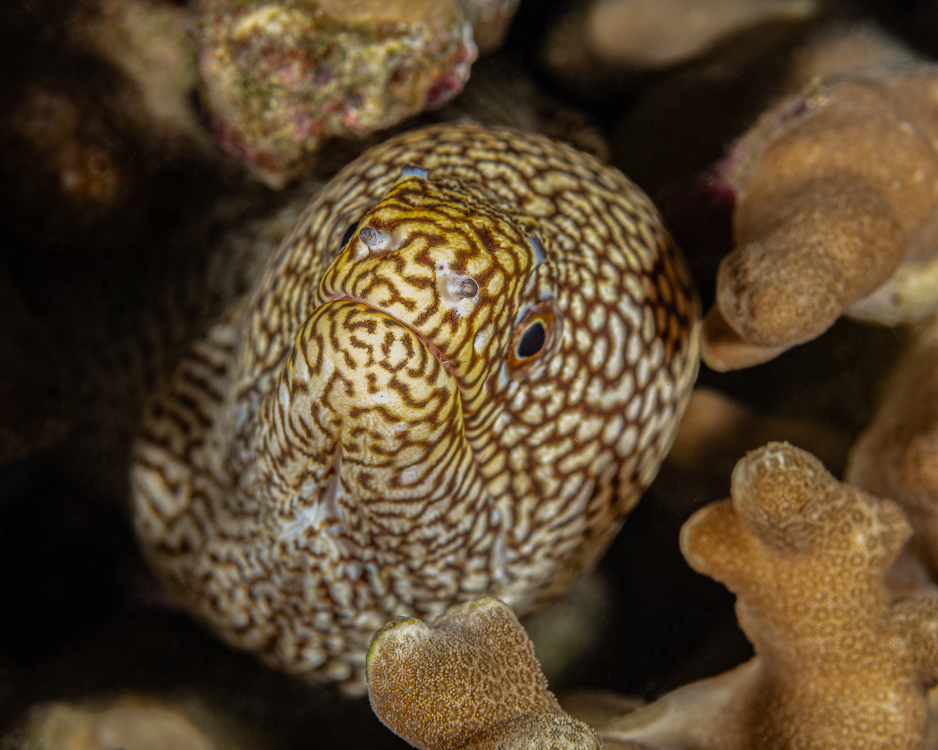 ๐๐ก๐ข๐ญ๐๐ฆ๐จ๐ฎ๐ญ๐ก ๐ฆ๐จ๐ซ๐๐ฒ (๐๐ฒ๐ฆ๐ง๐จ๐ญ๐ก๐จ๐ซ๐๐ฑ ๐ฆ๐๐ฅ๐๐๐ ๐ซ๐ข๐ฌ)
The White Mouth moray is a common find on our dives here at Havannah harbour, Vanuatu. Most of the time seen in crevices in coral they will have their heads out just checking things out โ it is not often that we see them fully out and when we have it is usually late evening or night time.
This species is very inquisitive and non aggressive. The colours of this moray can vary considerably โ always with spots but with an underlying colour that varies from very dark brown to pale specimens like this one, which tend to be a little more spectacular!
The name is derived form the white mouth which all specimens have โ surprise surprise. Often seen with their mouths opening and closing which some may interpret as aggression but is actually keeping the water moving over their gills.
๐ธJohn Warmington
๐๐๐๐ง ๐ญ๐จ ๐ฌ๐๐ ๐จ๐ง๐ ๐๐จ๐ซ ๐ฒ๐จ๐ฎ๐ซ๐ฌ๐๐ฅ๐?
Message or visit our webpage for more details at:
๐ฌ๐ฌ๐ฌ.๐๐ง๐๐ฉ๐ฉ๐๐ง๐จ๐ฅ๐ค๐ฉ๐ฉ๐๐ง.๐๐ค๐ข
Or better still โ relax and spend a few days away -- dive and stay at Karma Waters Vila
๐ต๐๐๐ฝ๐://๐๐๐.๐ฎ๐ถ๐ฟ๐ฏ๐ป๐ฏ.๐ฐ๐ผ๐บ/๐ฟ๐ผ๐ผ๐บ๐/๐ญ๐ฏ๐ด๐ฏ๐ฑ๐ด๐ฏ๐ต๐ฑ๐ญ๐ณ๐ญ๐ญ๐ณ๐ฒ๐ณ๐ณ๐ญ๐ต
#underwaterphotography #reefcritters #marinelife #divevanuatu #oceanconservation #critterspotter #vanuatumoments #karmawatersvanuatu #moray