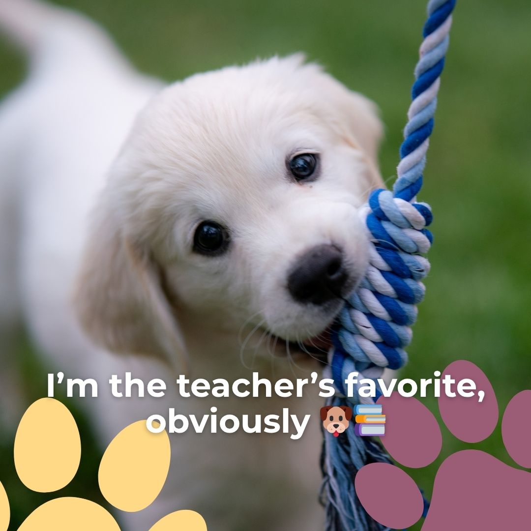 Puppy Training Classes are almost full! 🐶 Reserve your pup’s spot today for October sessions in Winchester.
#PuppyClasses #PuppyTrainingMA #DogTrainingMA #WinchesterDogs #WinchesterMA #NorthOfBoston #BostonDogs #MassachusettsDogs #DogTrainerMA #SmallDogCare #PetCareWinchester #HealthyHappyDogs #PetParentsMA #DogLoversMA #HappyPuppy #NorthShorePets #WinchesterCommunity #DogMomLife #DogDadLife #LocalPetCare #PetServicesMA