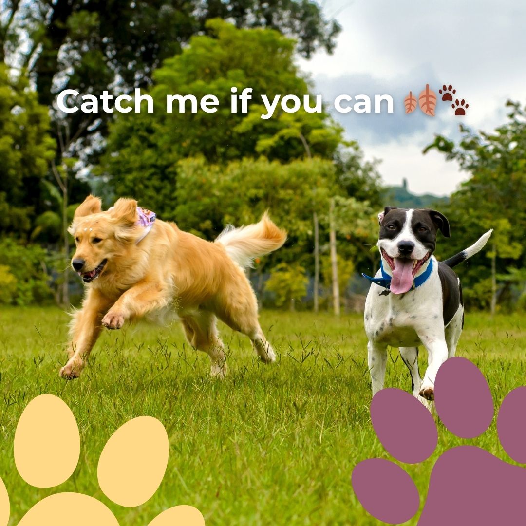 🍂 Fall playgroups are here! Safe, structured, and full of fun. Give your pup the joy of playtime this weekend.
#DogPlaygroups #WinchesterDogs #FallPlaytime #NorthOfBoston #BostonDogs #MassachusettsDogs #PetCareWinchester #NorthShorePets #DogLoversMA #HealthyHappyDogs #SmallDogCare #WinchesterCommunity #PetParentsMA #HappyPups #LocalPetCare #PetServicesMA #DogMomLife #DogDadLife #DogsOfInstagram #FallWithDogs