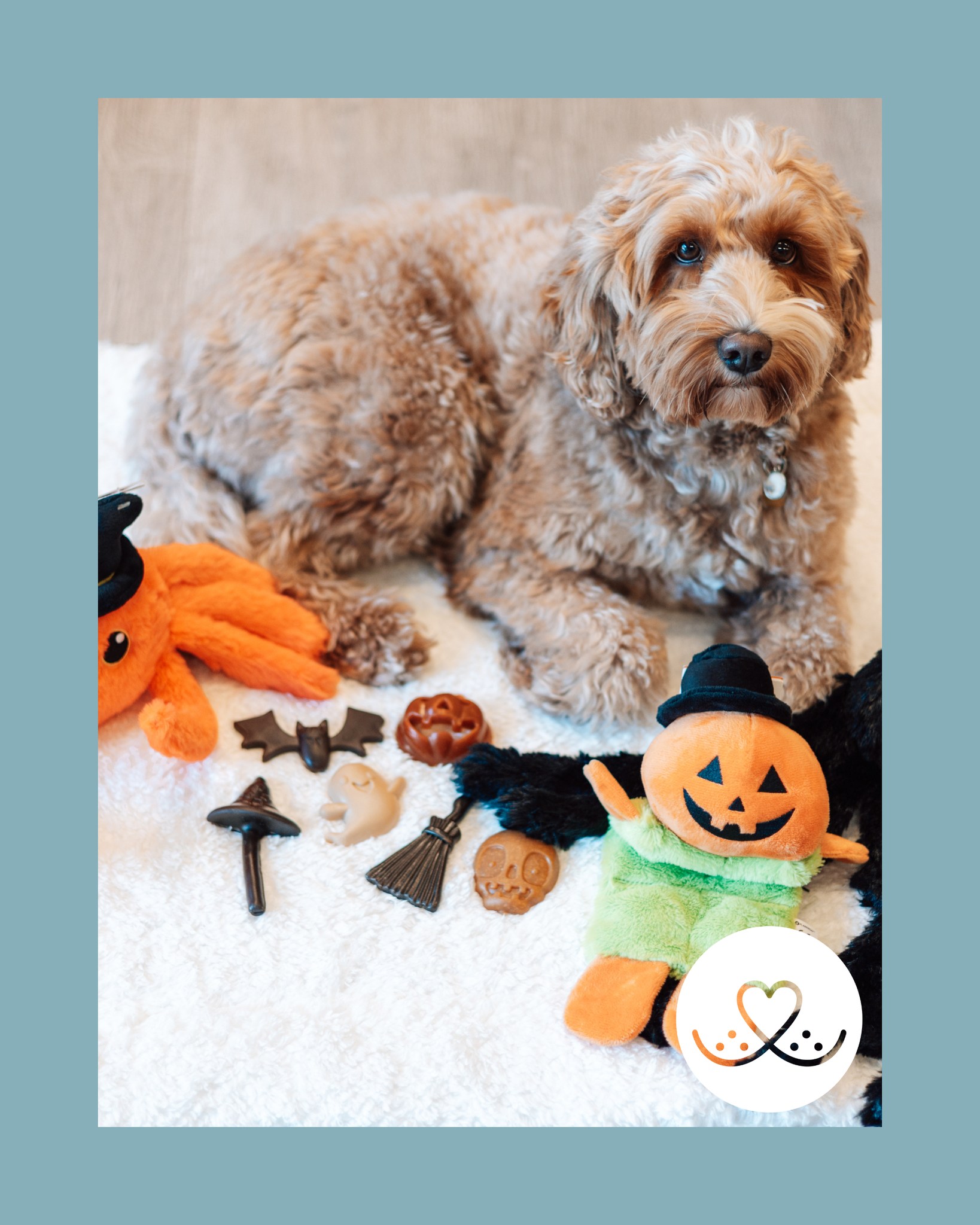 🎃 Vrijdag is het Halloween! 👻
Ben jij nog op zoek naar een leuke verrassing voor jouw huisdier?
Van 29 t/m 31 oktober krijg je 10% korting op alle Halloween knuffels!
🧡 Kom snel langs in de winkel en scoor iets leuks voor jouw dierenvriend!
#HalloweenVoorDieren #SnoetBorne #DierenwinkelTwente #HalloweenMetJeHuisdier #BornseOndernemers #DogLovers #Kattenliefde #Hondenwinkel #Dierenspeciaalzaak