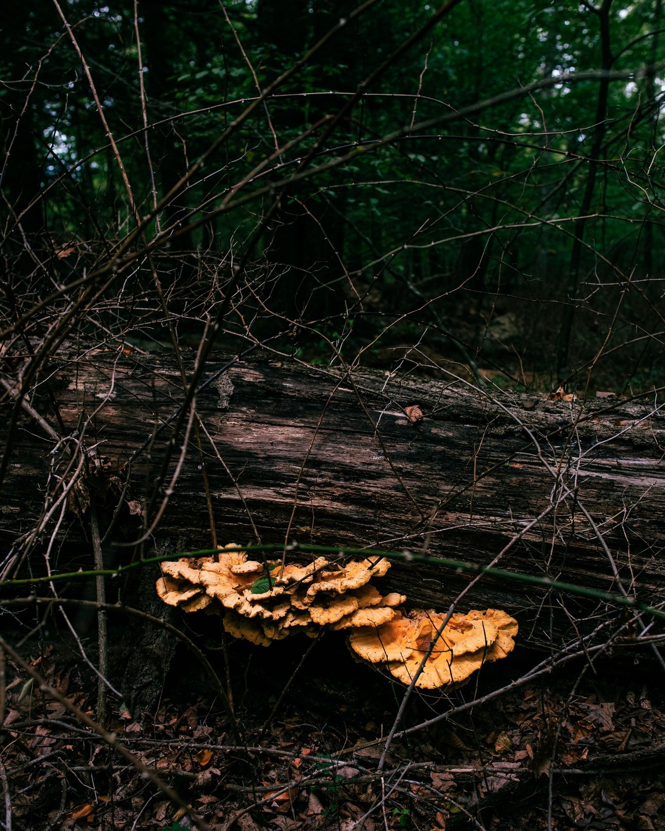 These photos of our Nancy Conger West Brook Preserve before a storm are a whole vibe, perfect for the onset of spooky season. Photographer @robyaskovic us deep into the woods with this series.