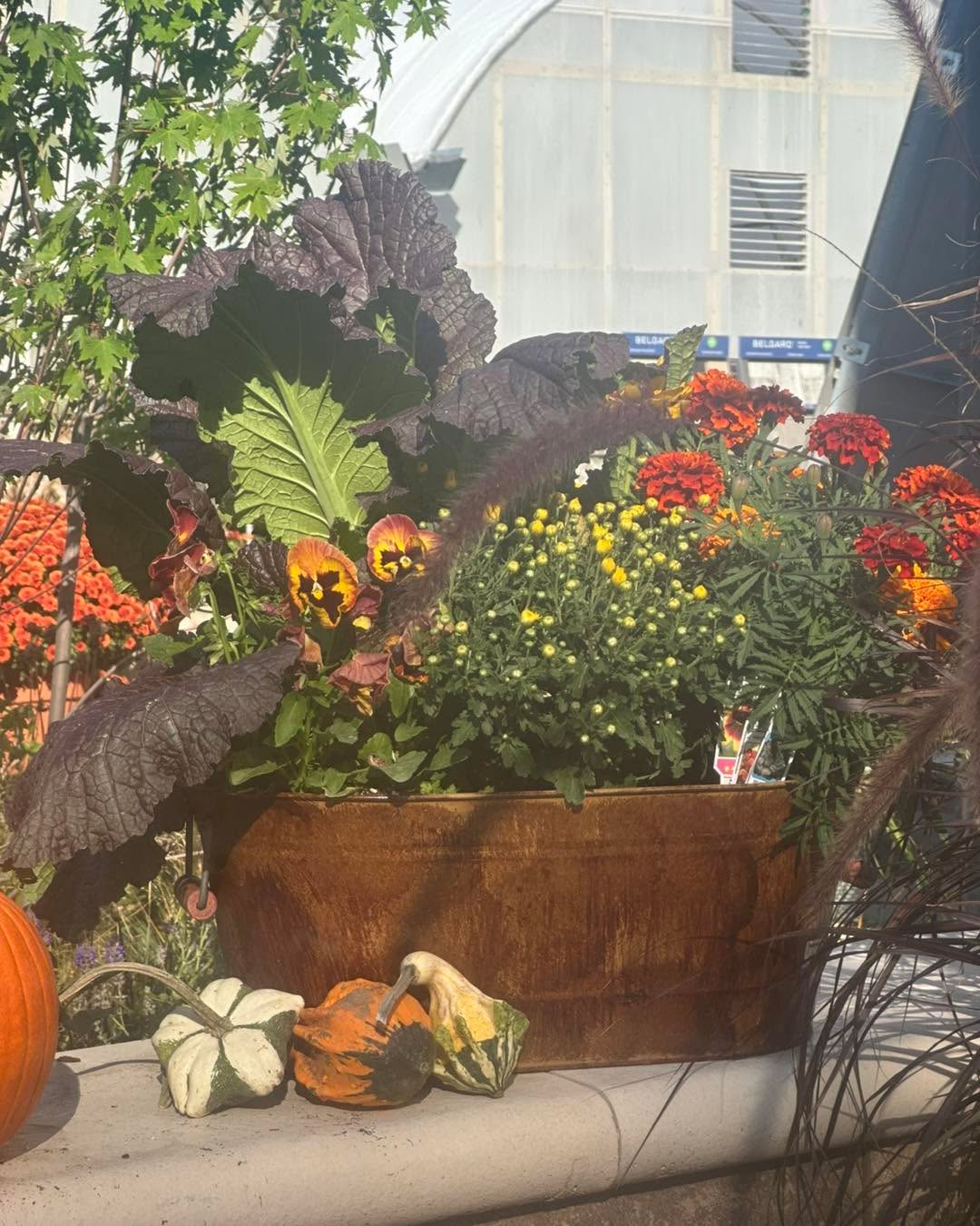 We have beautiful pre-made planters for you to get in the Fall spirit!
Don’t forget our sales!
35% off Perennials
30% off Shrubs
25% off Trees!
Now is a great time to plant!
#gardencenters #gardencenterlife #gardencenter #stcharlesillinois #genevaillinois #bataviaillinois #sugargroveil #oswegoil #stcharlesil #auroraillinois #genevail #oswegoillinois #sugargroveillinois #aurorail