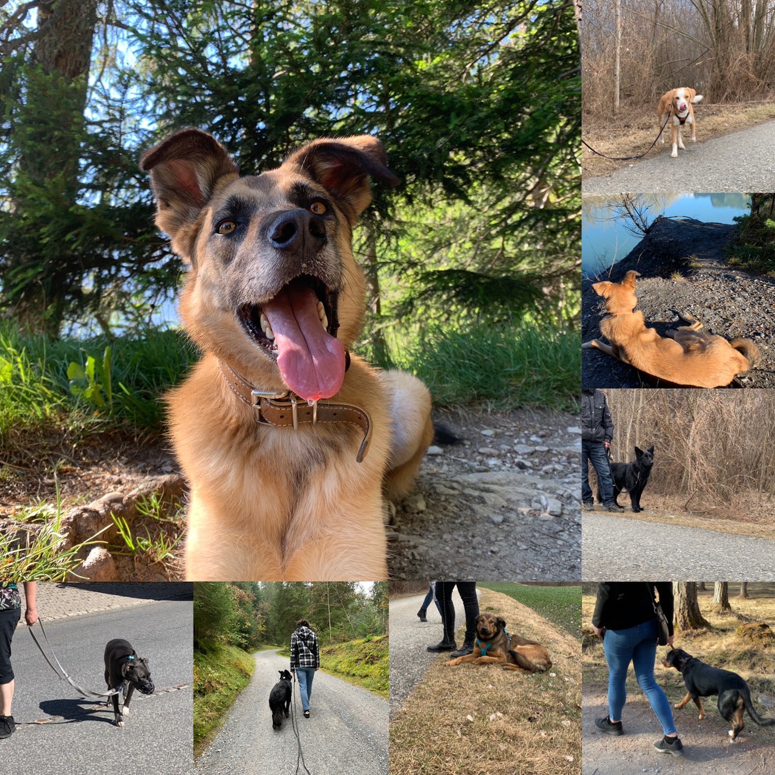 "Frag dich mal selbst: Wie entspannt ist dein Spaziergang für dich UND deinen Hund?"
Der nächste Kurs Führen und Folgen an der Leine beginnt bald. Nutze die Chance. Ich freue mich auf euch!
Weitere Infos unter care4animals.ch/hundetraining
#care4animals #ajhundetraining #hundetraining #leinenführigkeit #leinenführigkeithund #leinenführigkeitstraining #entspanntespaziergängemithund