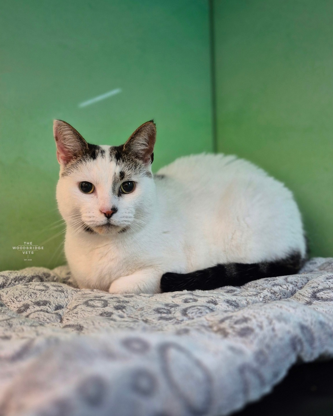 Handsome Freddie recently came to us from another veterinary practice as a cardiology referral with our vet Kyle. Freddie has a diagnosed heart condition and is being carefully managed with medications. Over the months, he has had check-ups including advanced cardiac ultrasounds, blood pressure assessments, and ongoing monitoring of his heart 💓
We’re so lucky to have the veterinary technology and equipment these days to detect heart issues early and provide tailored treatment plans. Freddie has been a star patient throughout, receiving careful, personalised care in our calm, cat-friendly environment. Thanks to early intervention, medications, and close monitoring, he’s maintaining a good quality of life 🐈 💓
We’re so proud of Freddie for being brave and calm at every visit - a true example of how routine monitoring, veterinary care, and modern technology make all the difference for our feline friends.
#thewoodbridgevets #thewoodbridgevetsreferrals #independentpractice #cardiology #cardiologytreatment #hearthealth #veterinaryservices #animalcare #veterinaryclinic #animalhealth #veterinaryteam #echocardiogram #echocardiography #echocardiology #feline #cats