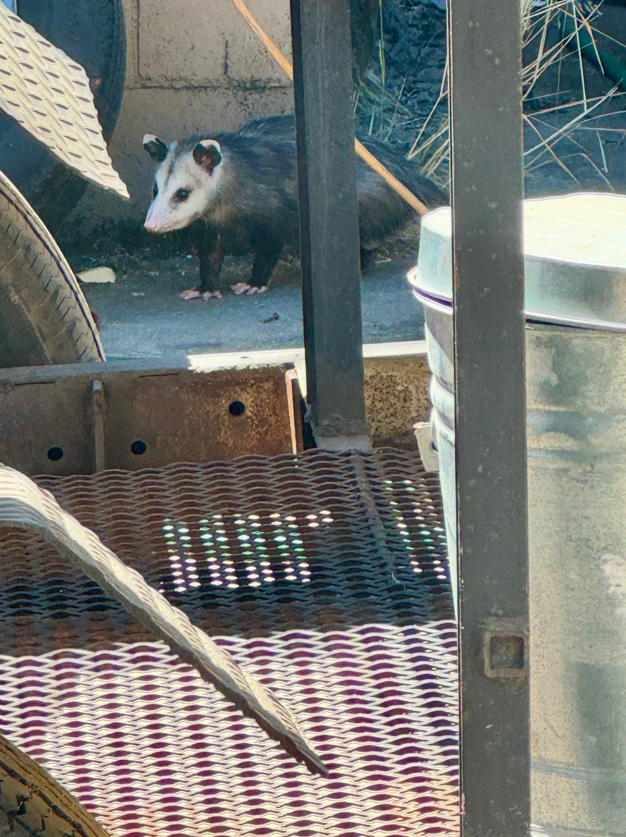 New back office lot guard dog, scares away the bad guys when he is not playing possum… 🤣