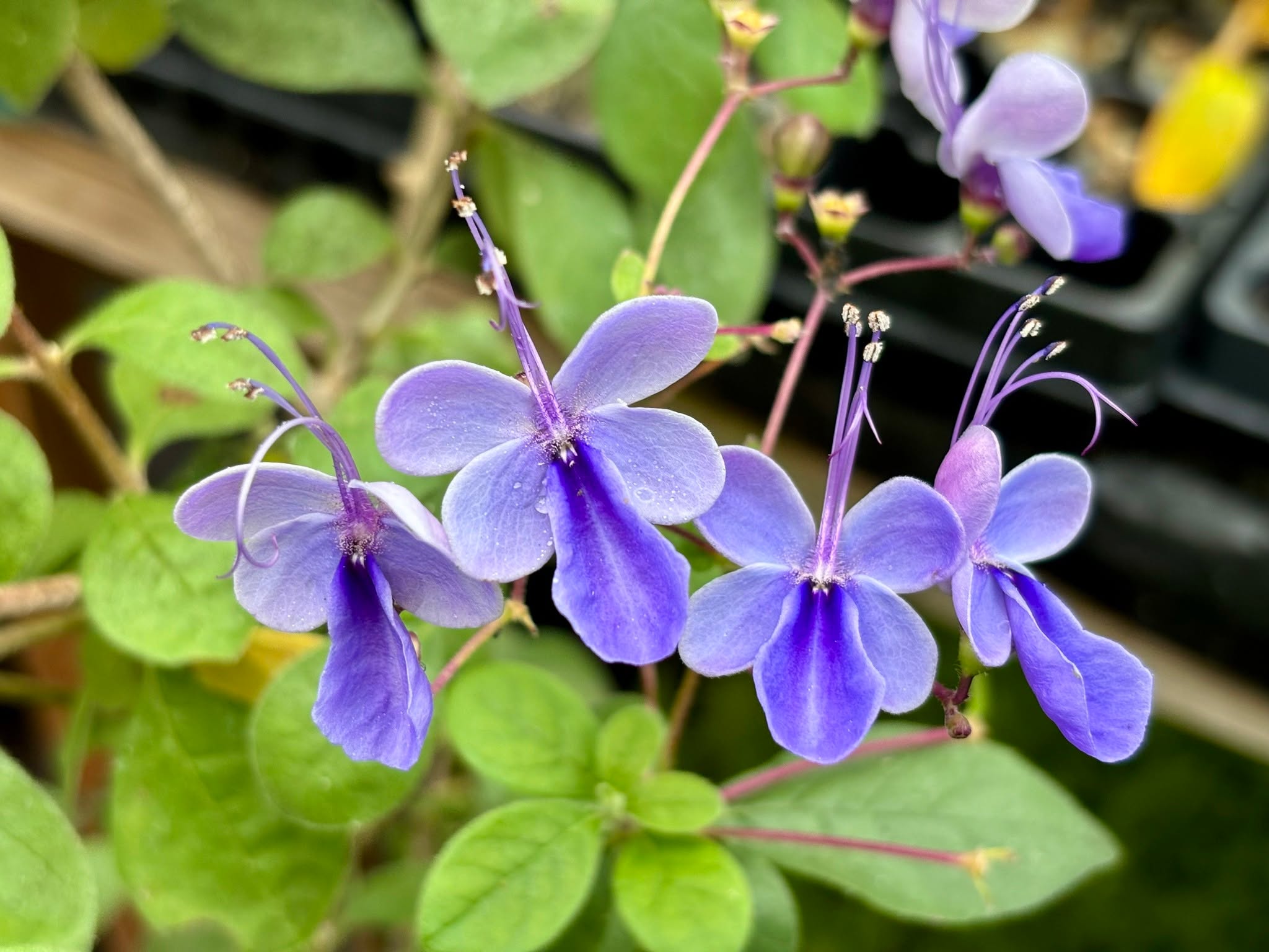 Clerodendrum ugandense, more commonly known as butterfly bush. Flourishing in our glasshouse now, tender yet evergreen this plant makes the perfect year-round addition to your houseplant collection!
#plantsmakepeoplehappy #prettyflowers #houseplants #plantsofinstagram #flowers