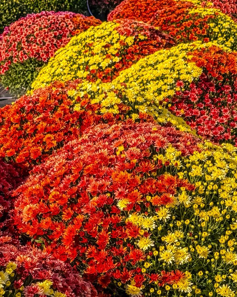 One day only, Blo-No! 🚨 Tomorrow, Tuesday 9/30, we’re hitting the road with mums & pumpkins! 🎃🏵️
Catch us from ⏰ 11 AM–2 PM in the visitors’ parking lot (best accessed from Towanda Ave) at the Illinois Farm Bureau/COUNTRY Financial building 🚗✨ This is our ONLY pop-up—don’t miss it!
📍 1701 Towanda Ave, Bloomington